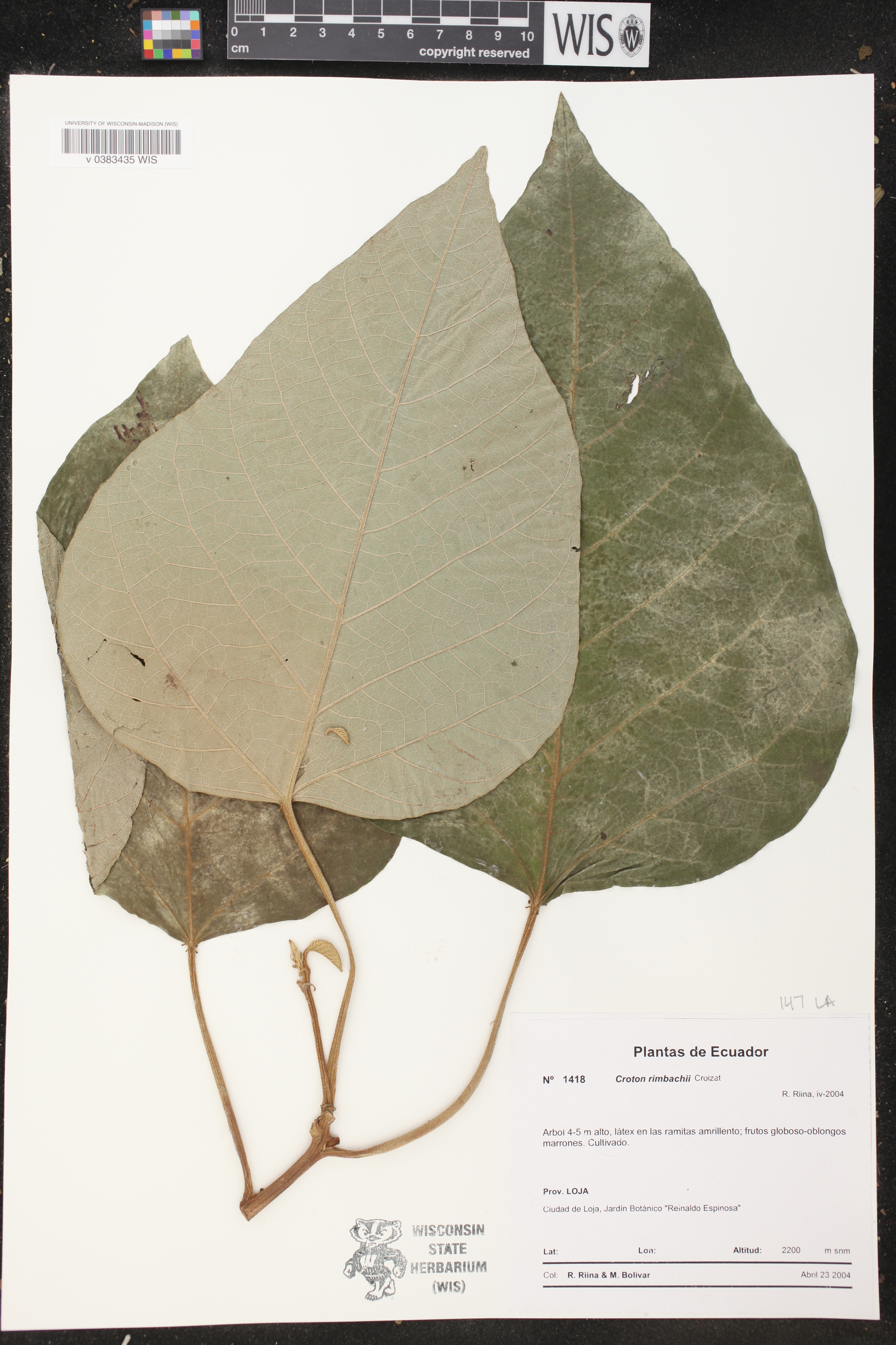 Euphorbiaceae image