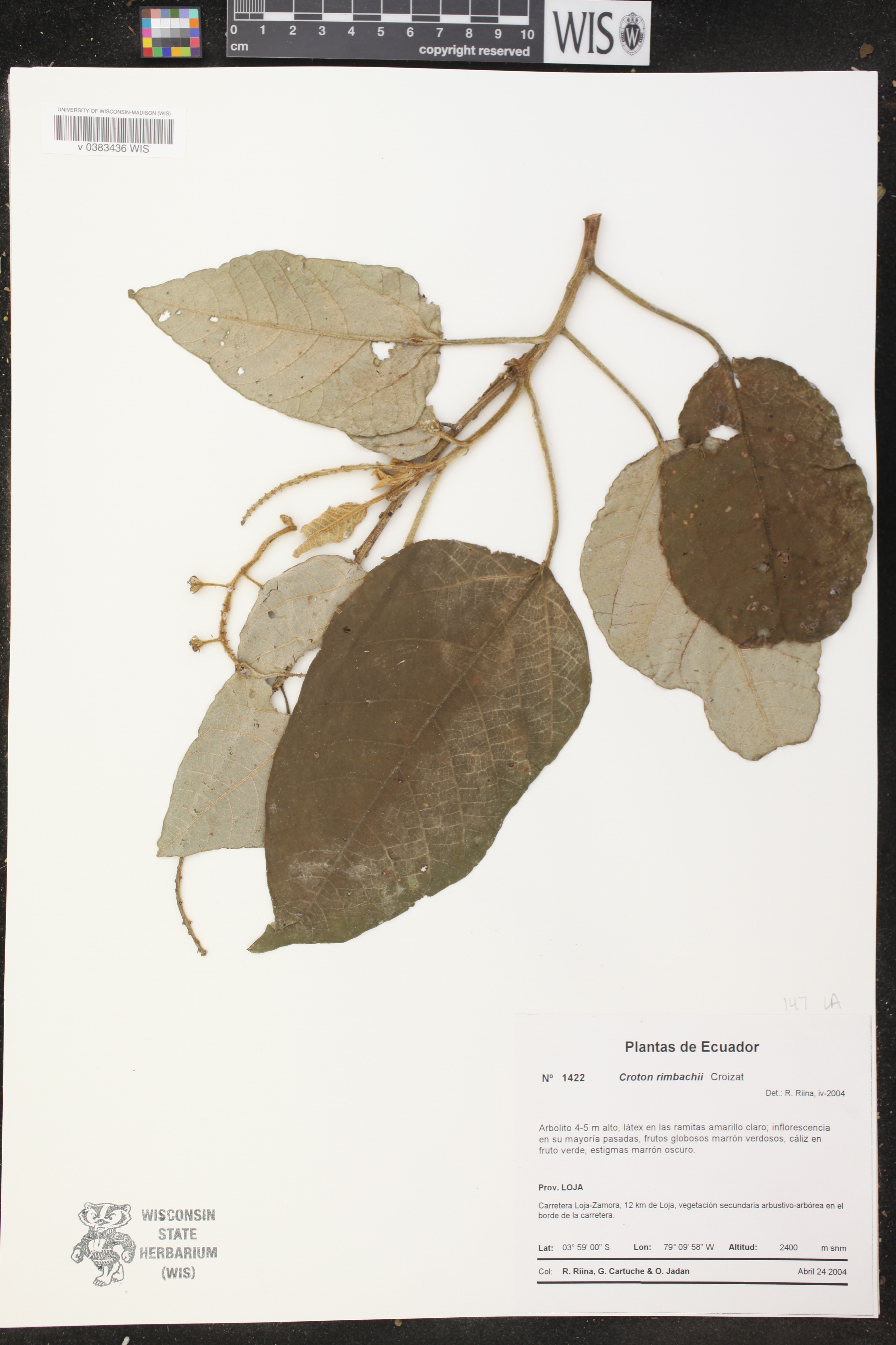 Euphorbiaceae image