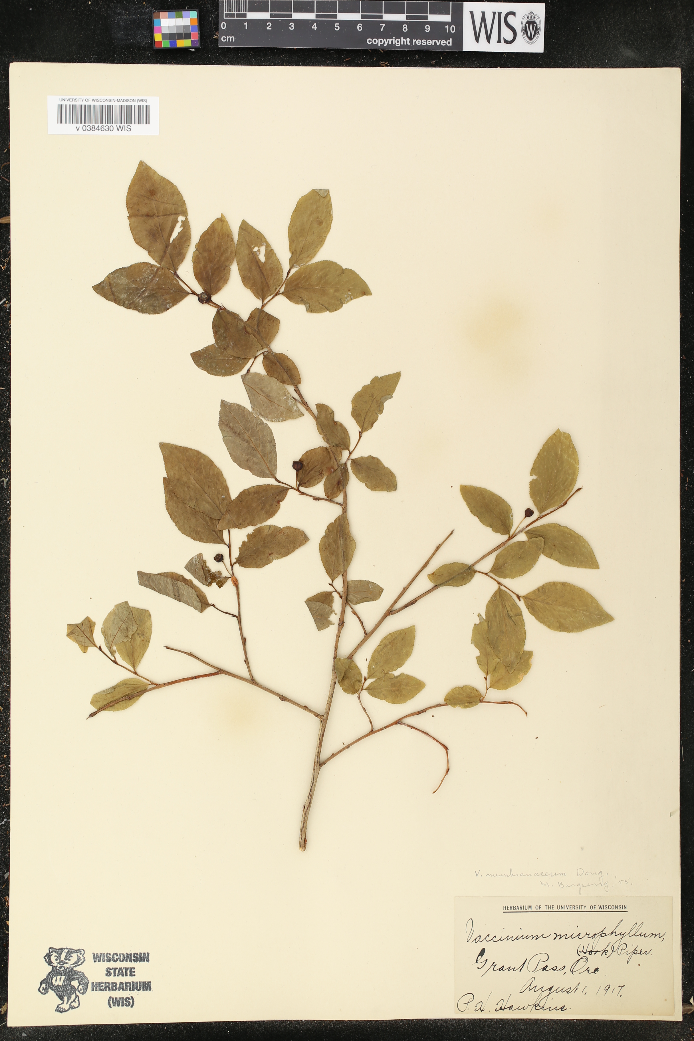 Vaccinium microphyllum image