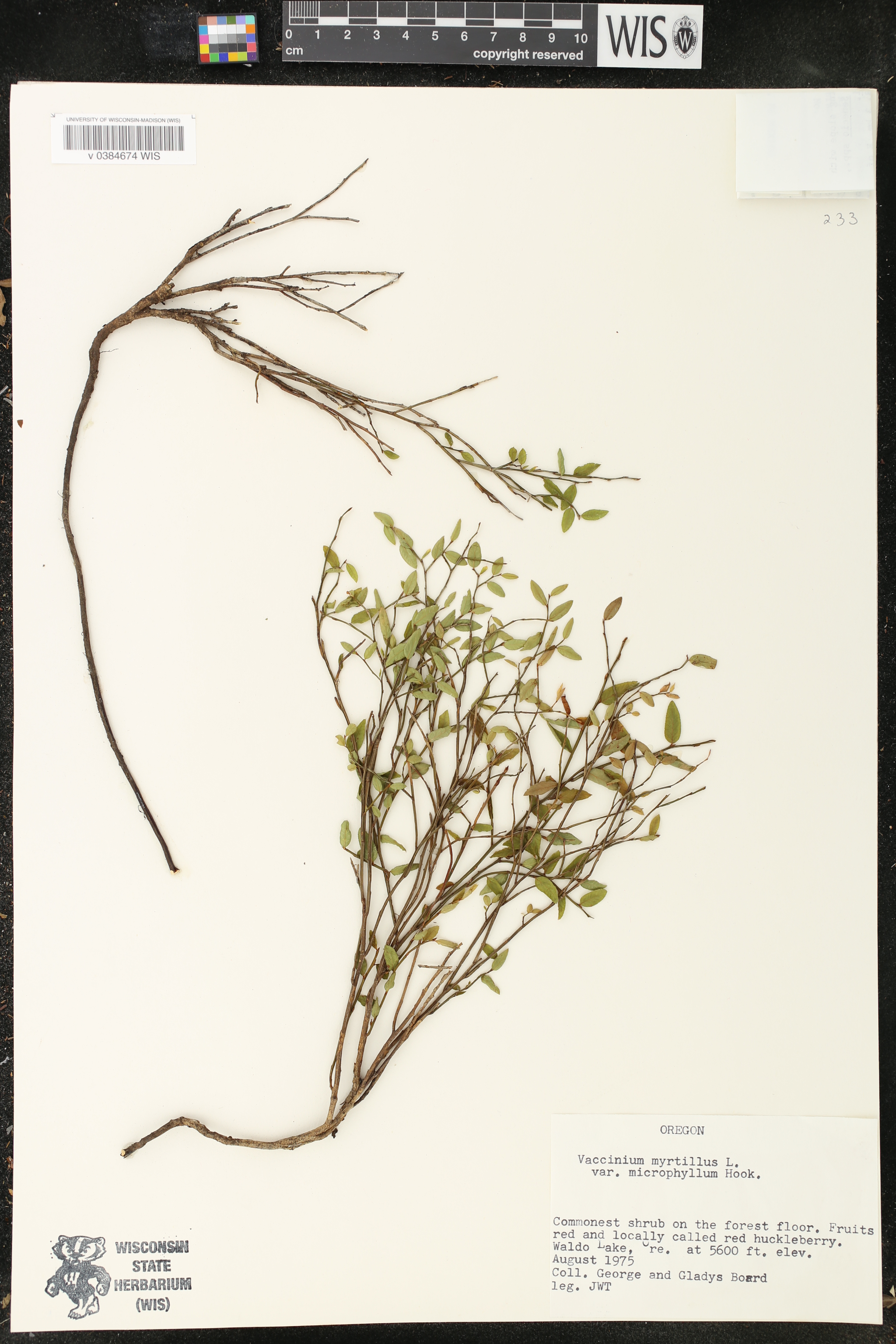 Vaccinium myrtillus var. microphyllum image