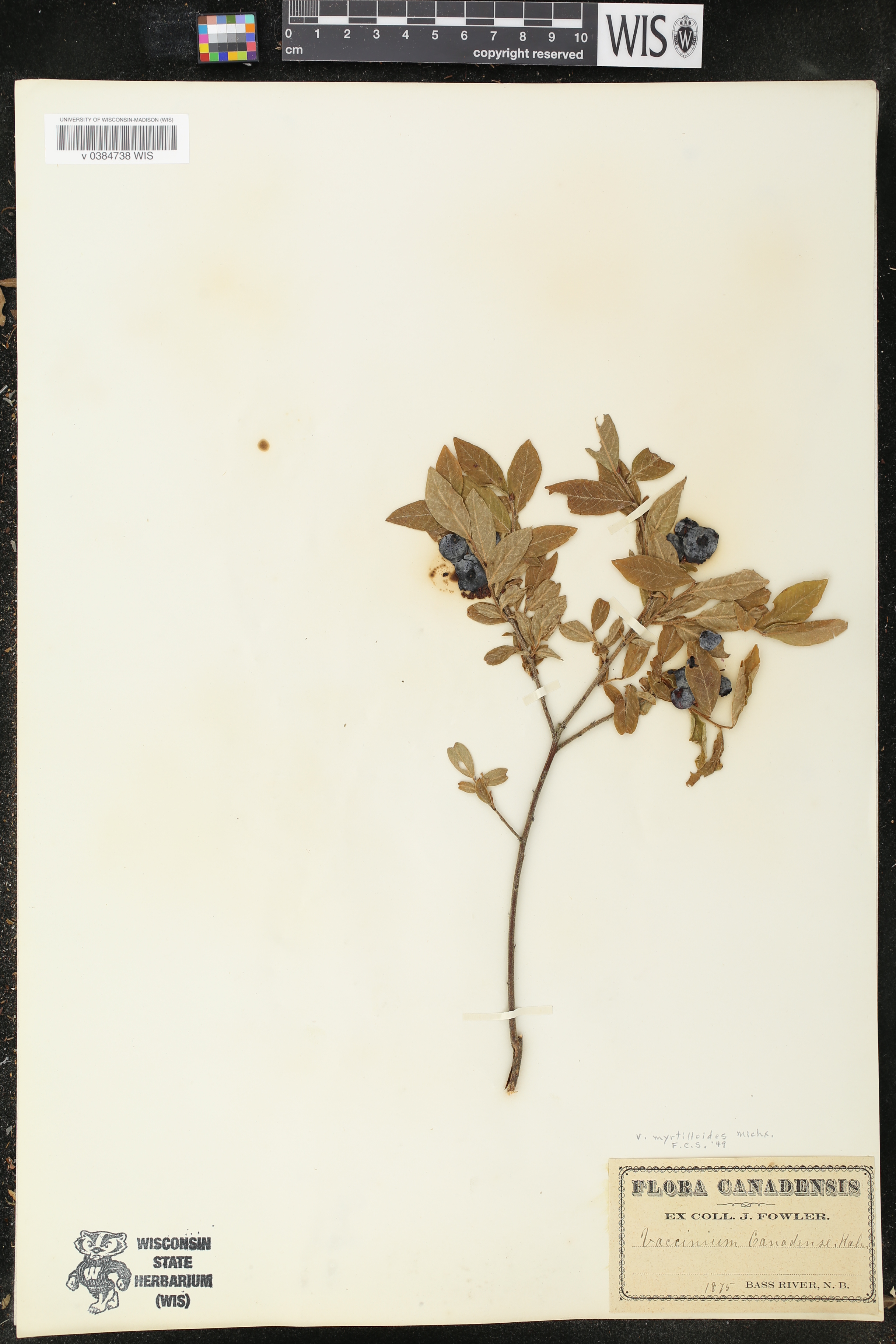 Vaccinium myrtilloides image