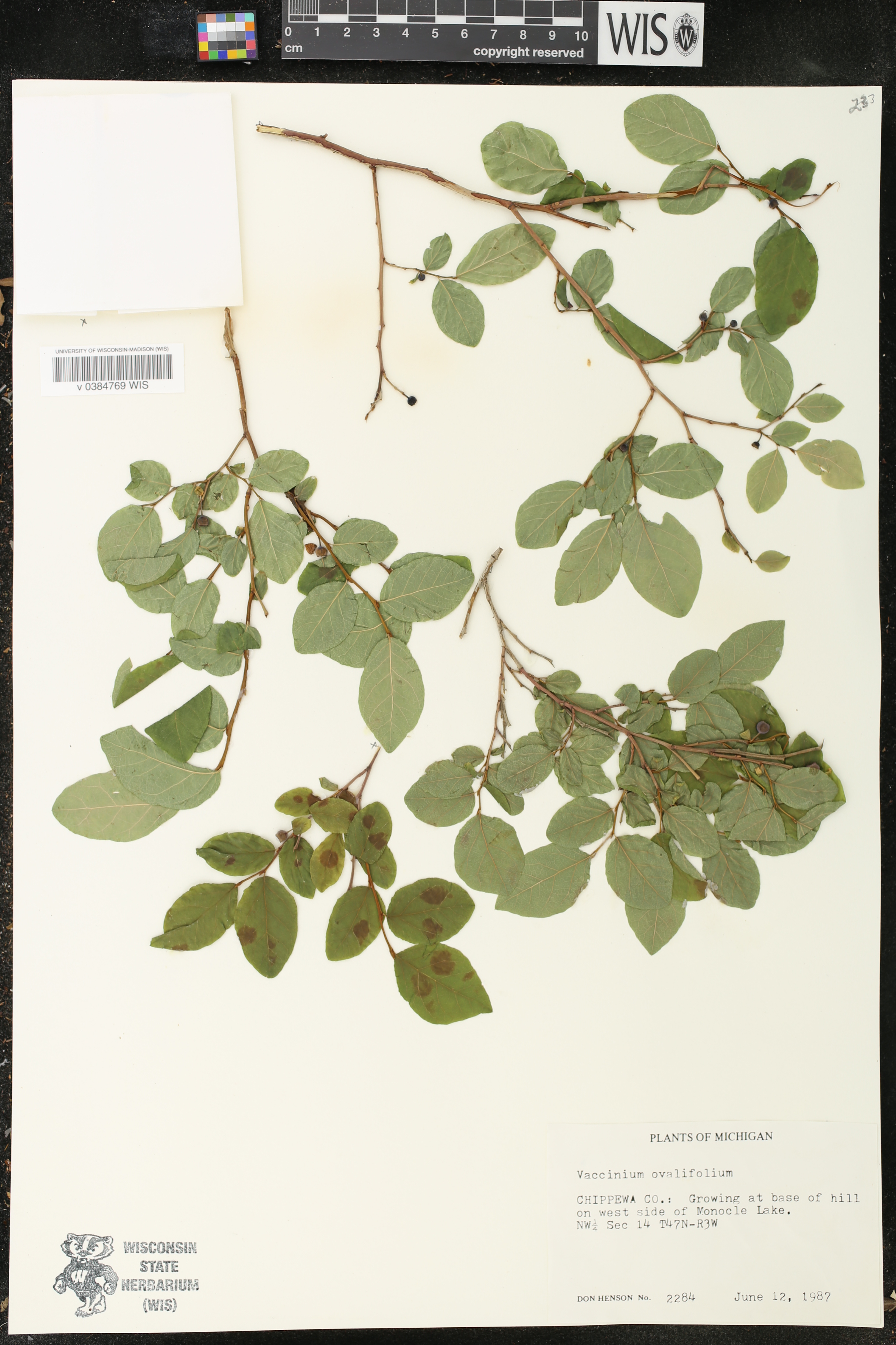 Vaccinium ovalifolium image