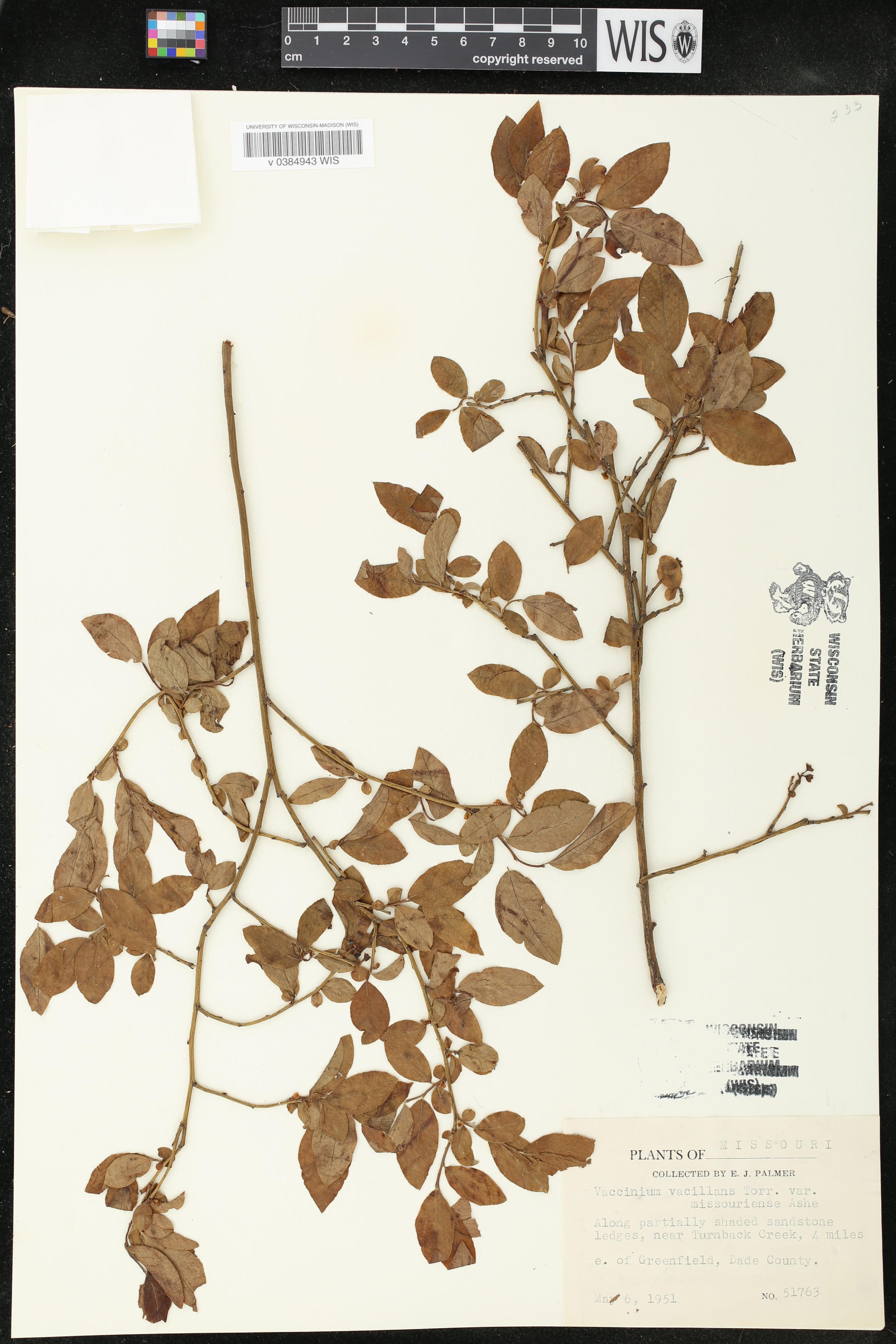 Vaccinium vacillans var. missouriense image