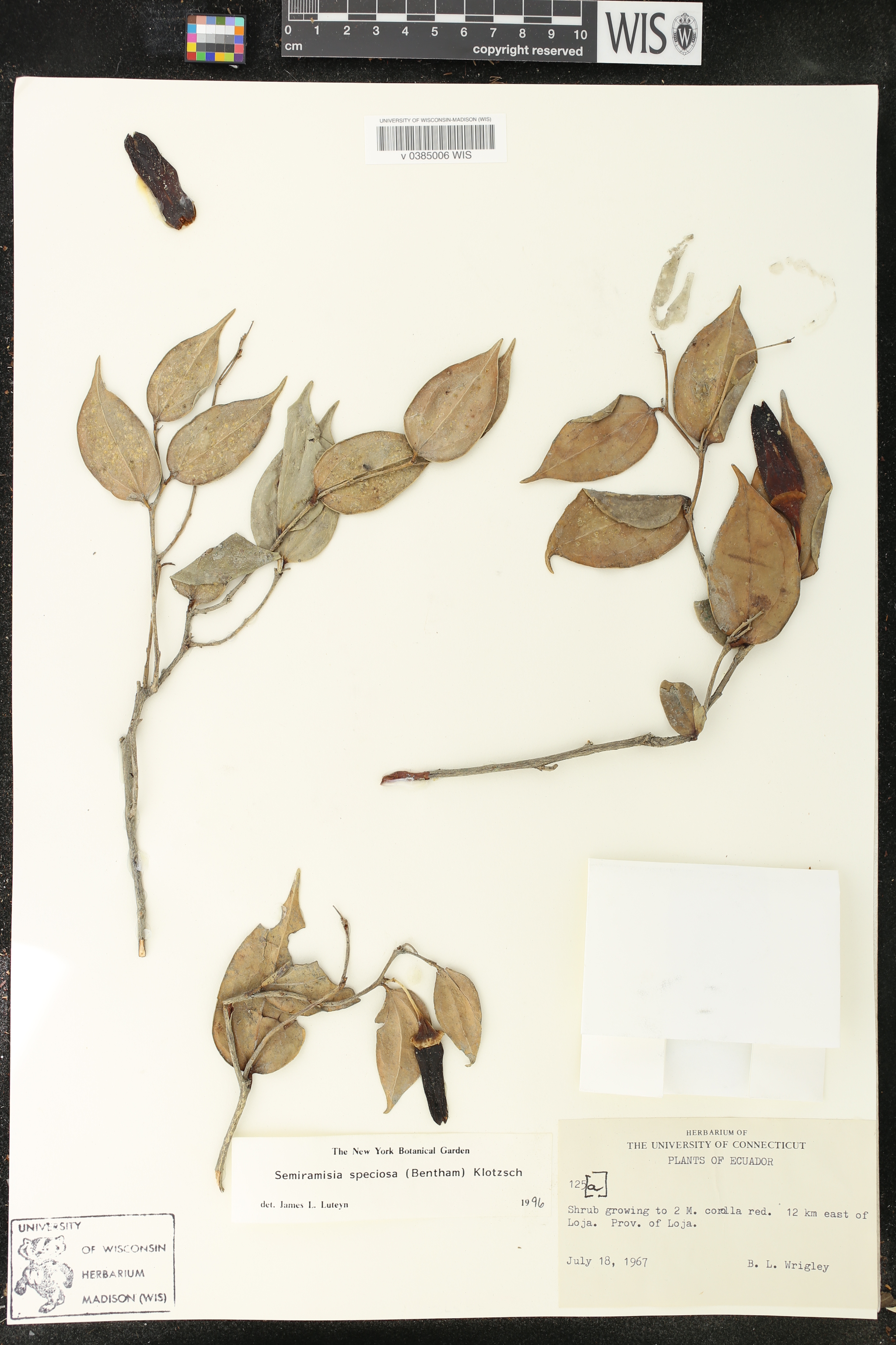 Semiramisia image