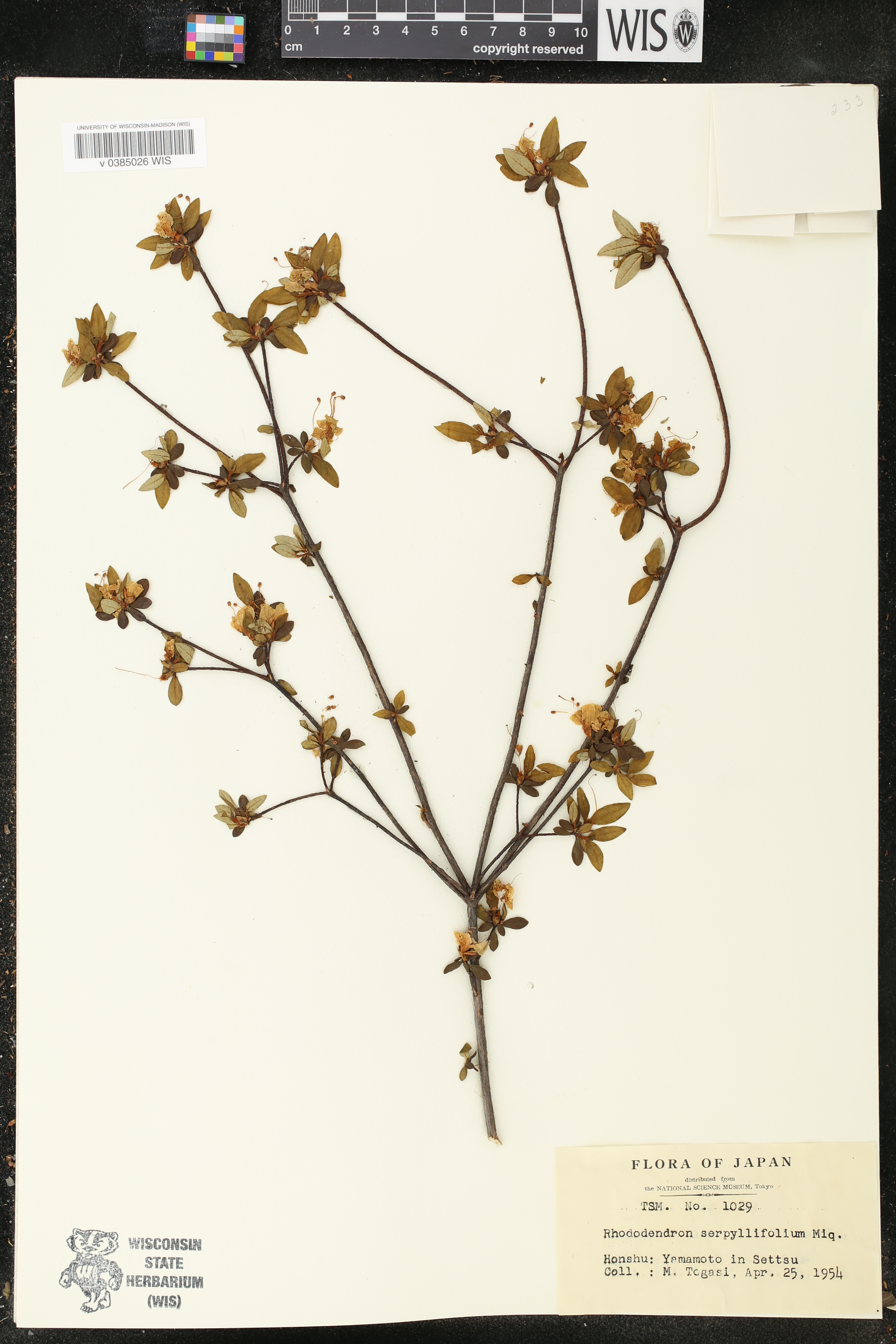 Rhododendron serpyllifolium image