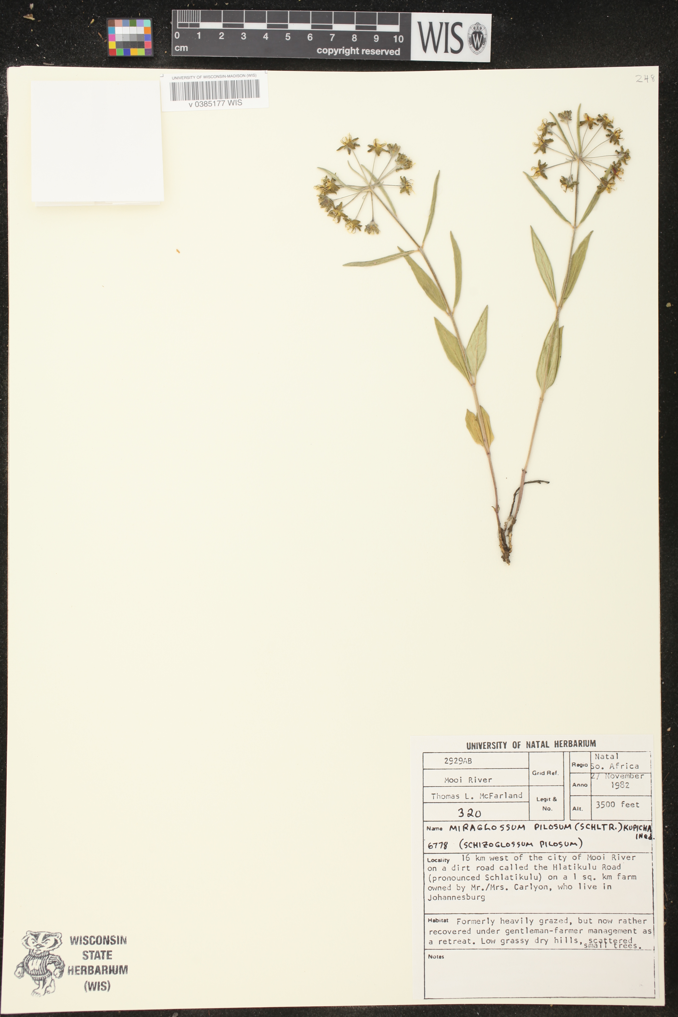 Miraglossum image