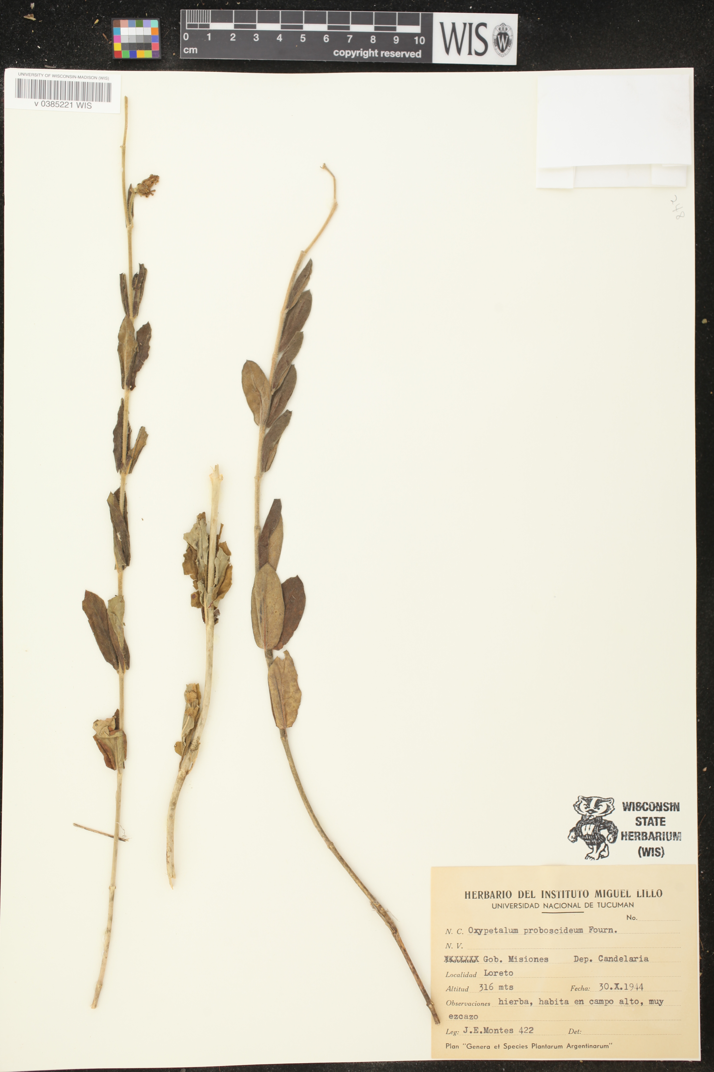 Oxypetalum capitatum subsp. mirabile image