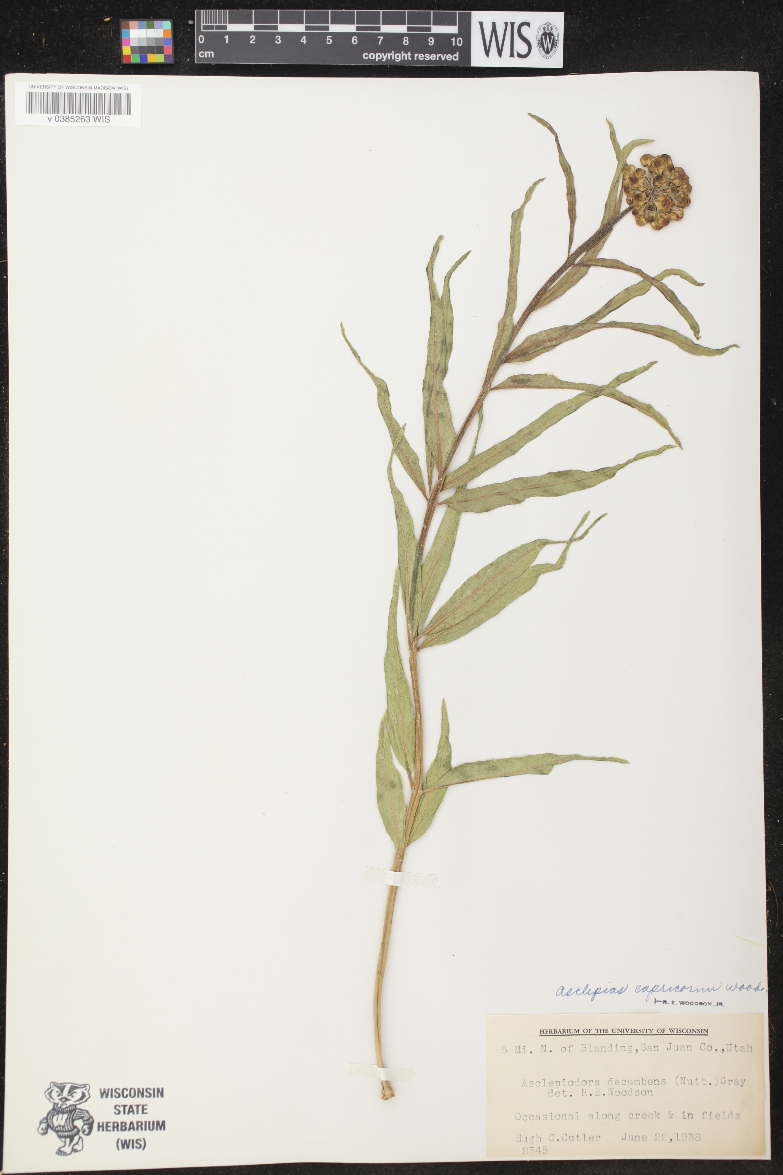 Asclepias asperula subsp. capricornu image