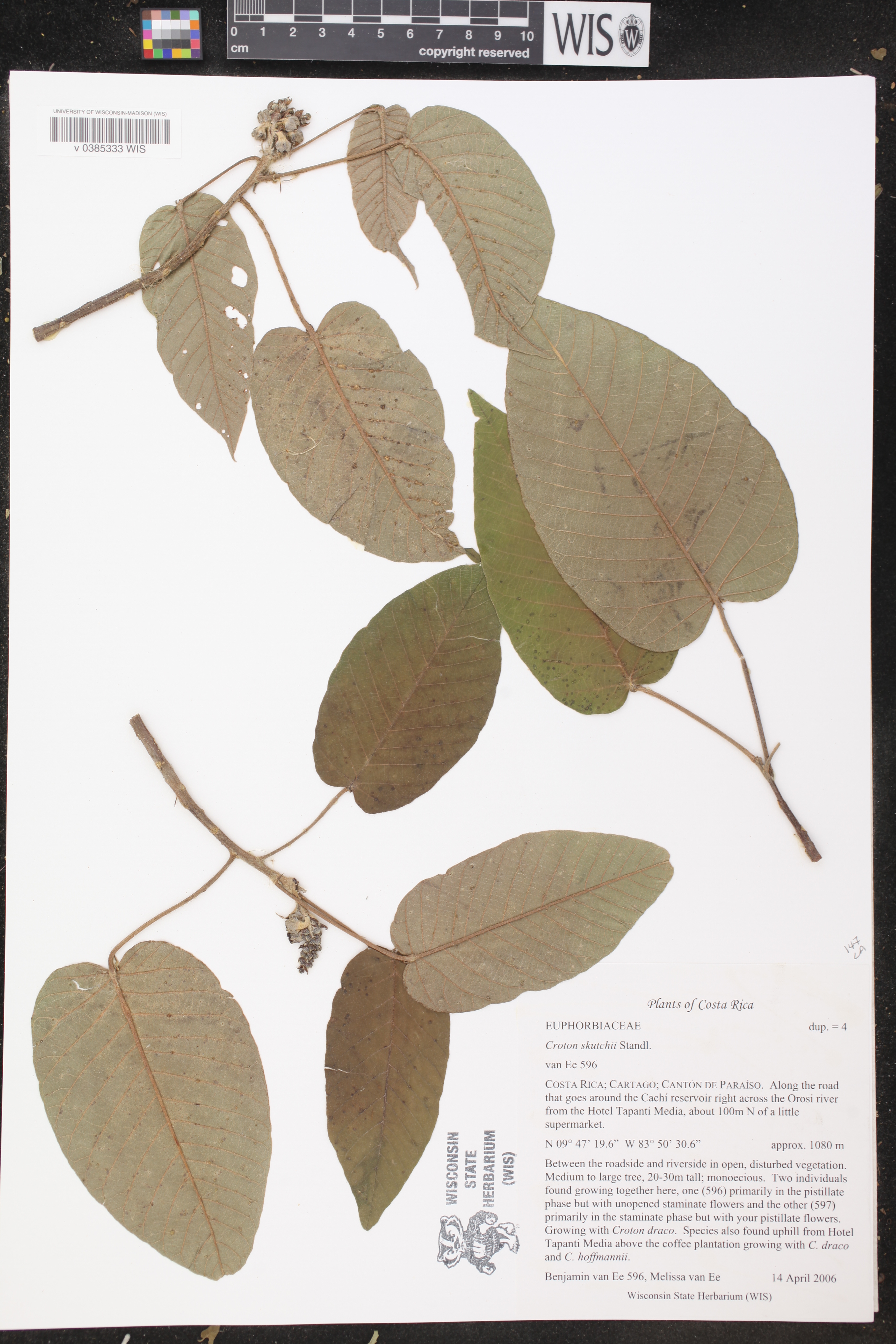 Croton costatus image