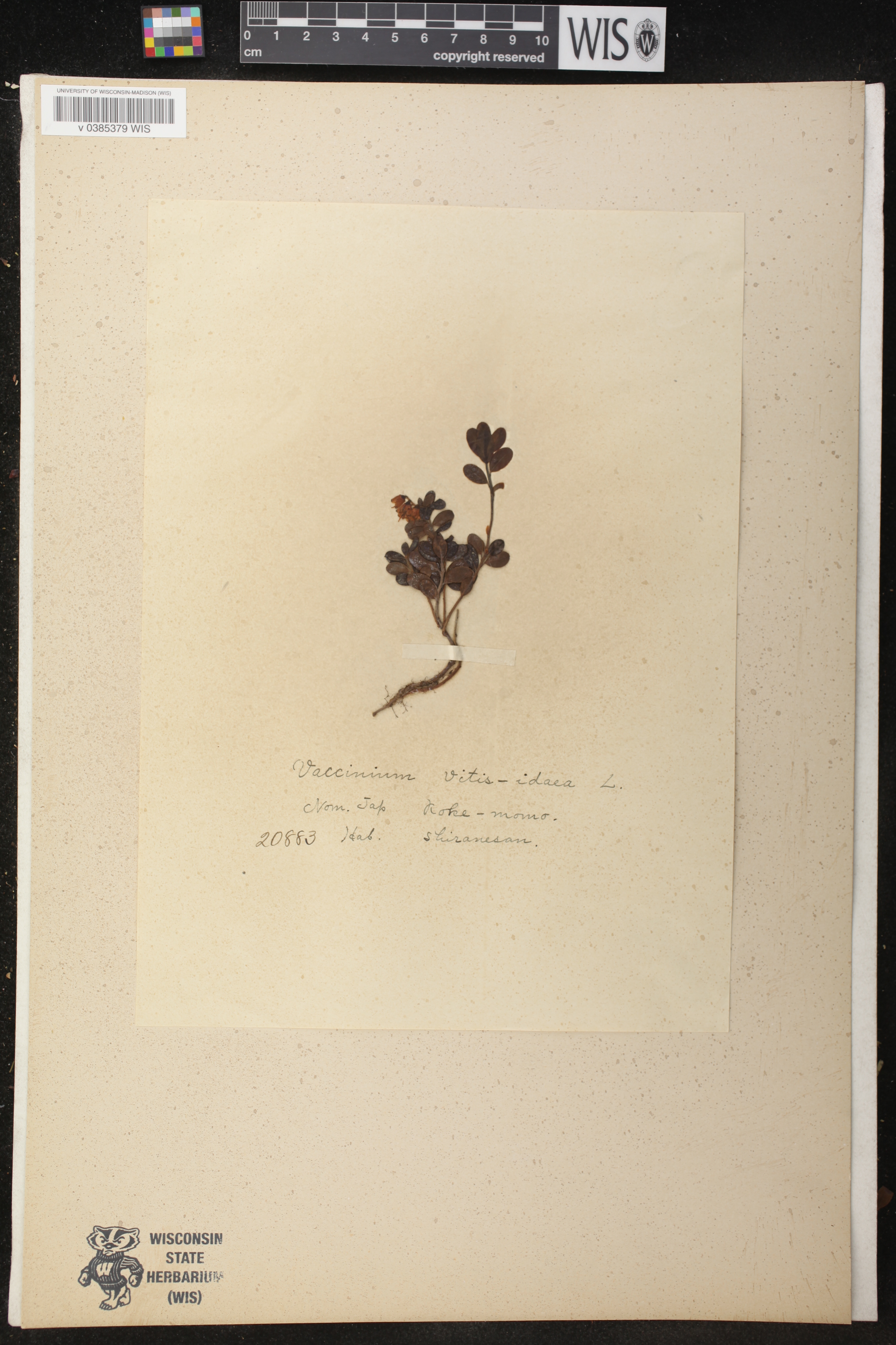 Vaccinium vitis-idaea image