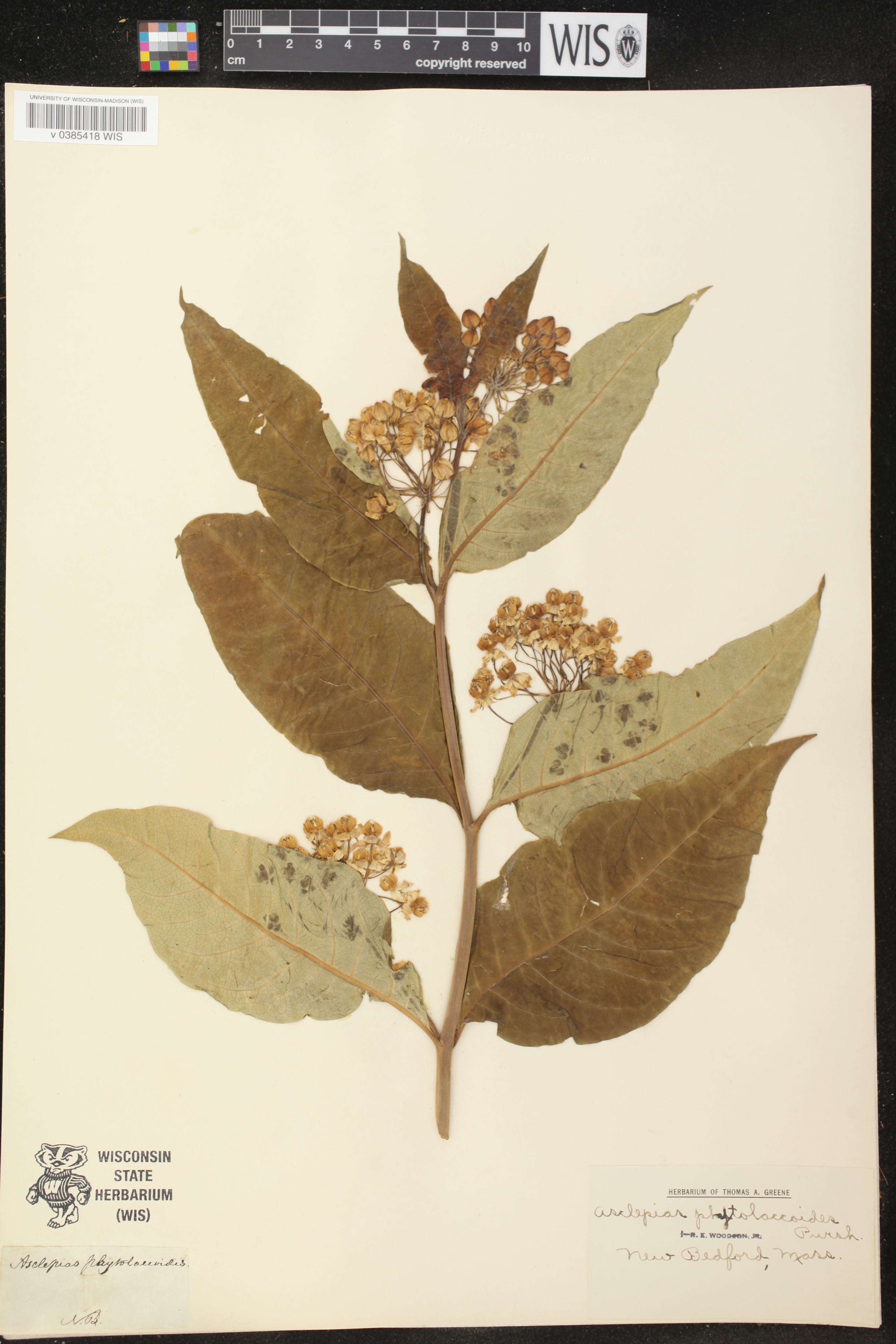 Asclepias phytolaccoides image