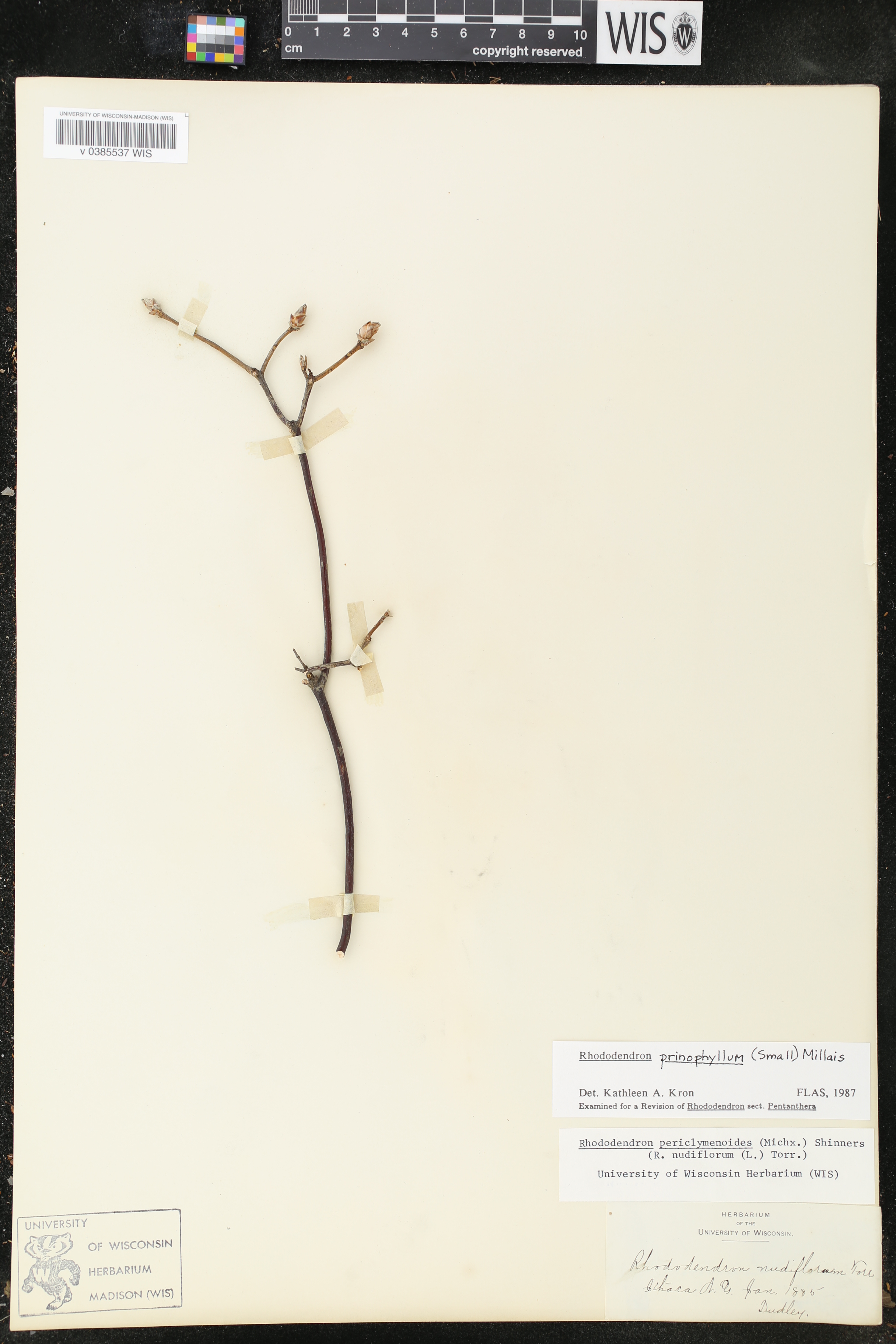 Rhododendron prinophyllum image