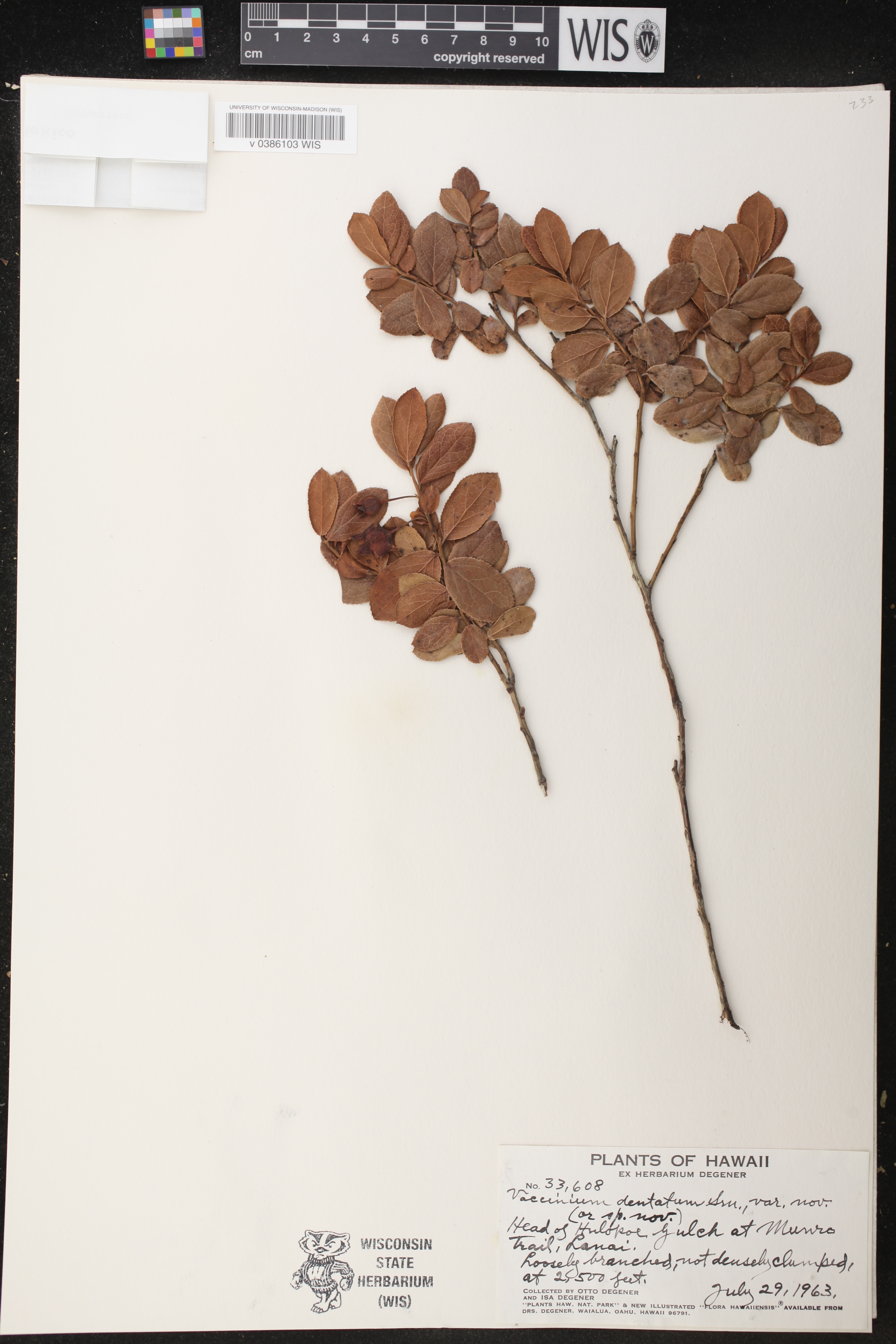 Vaccinium dentatum image