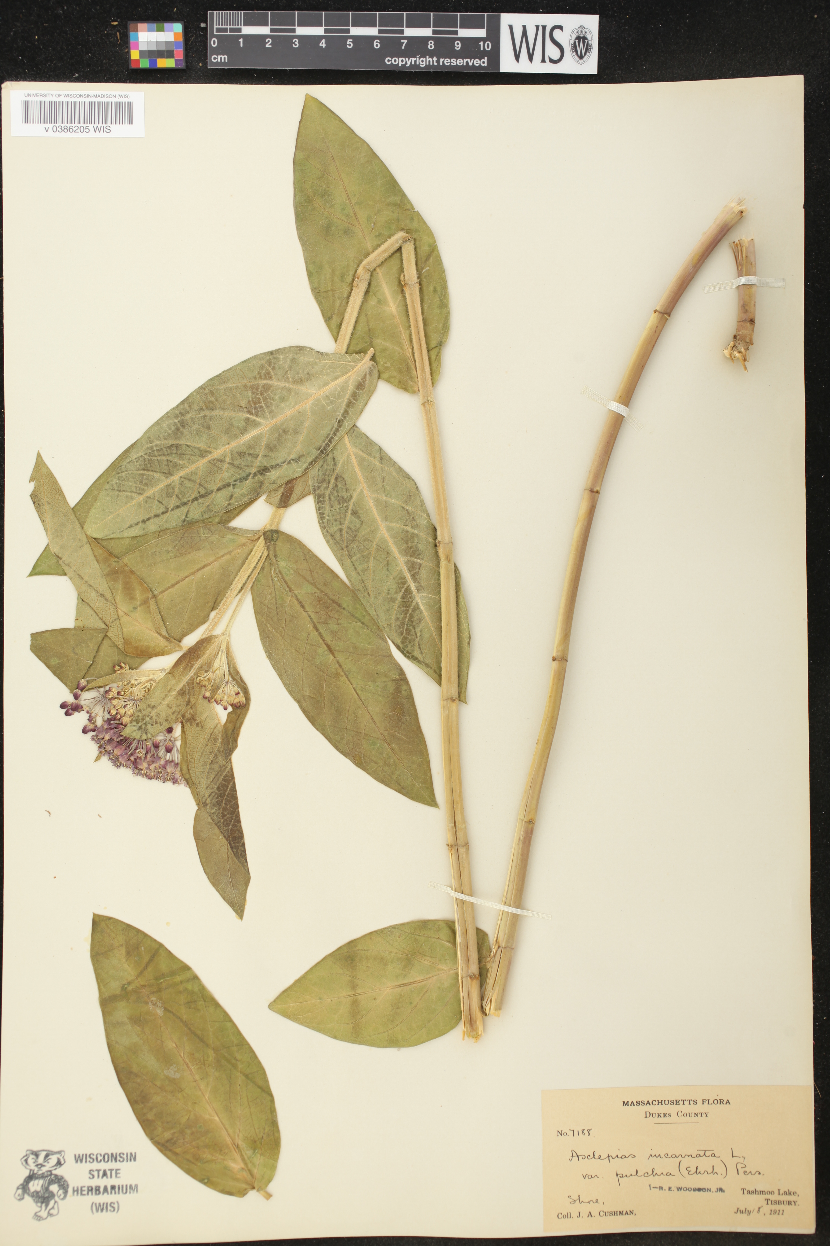 Asclepias incarnata subsp. pulchra image