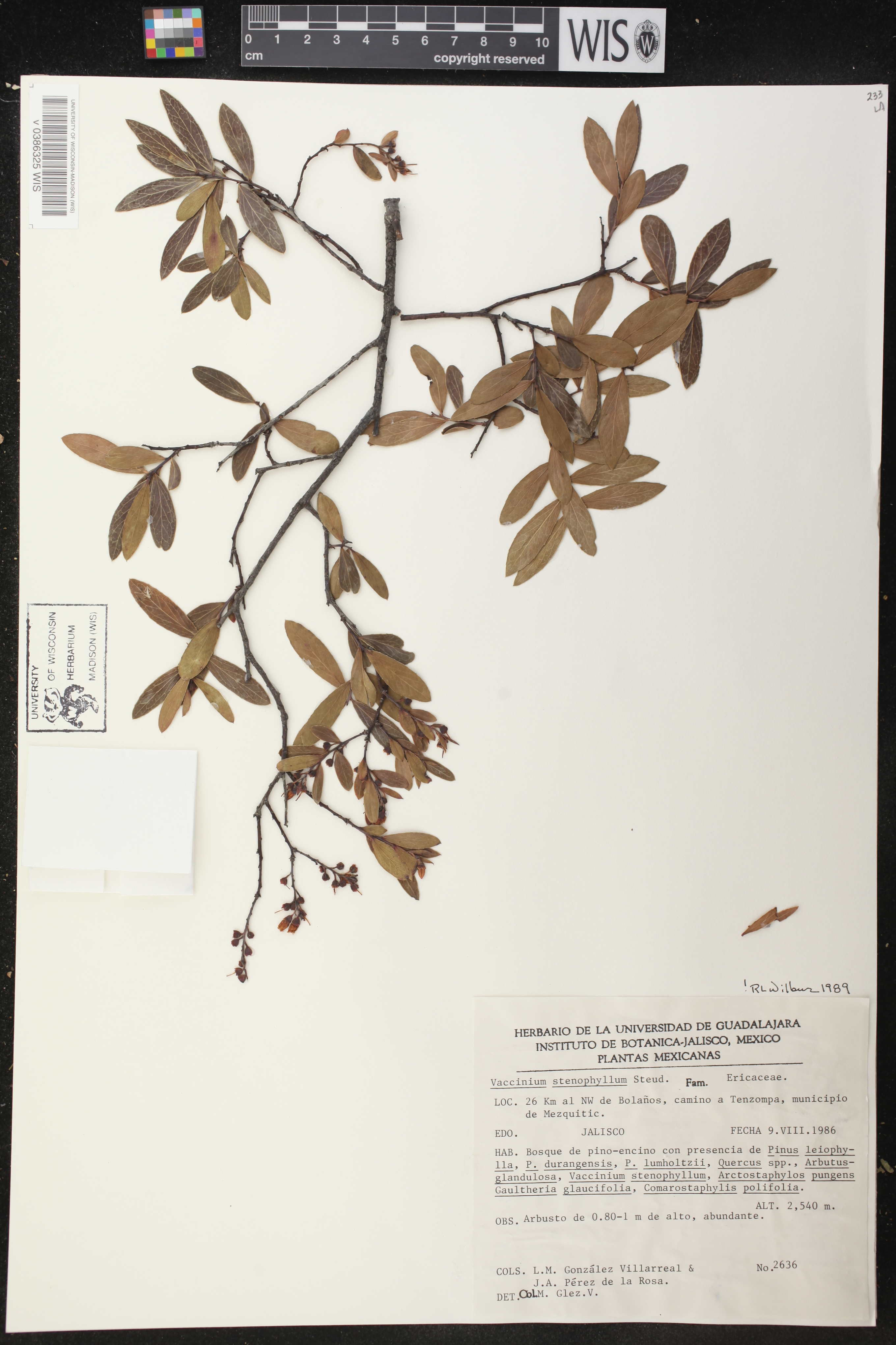 Vaccinium stenophyllum image