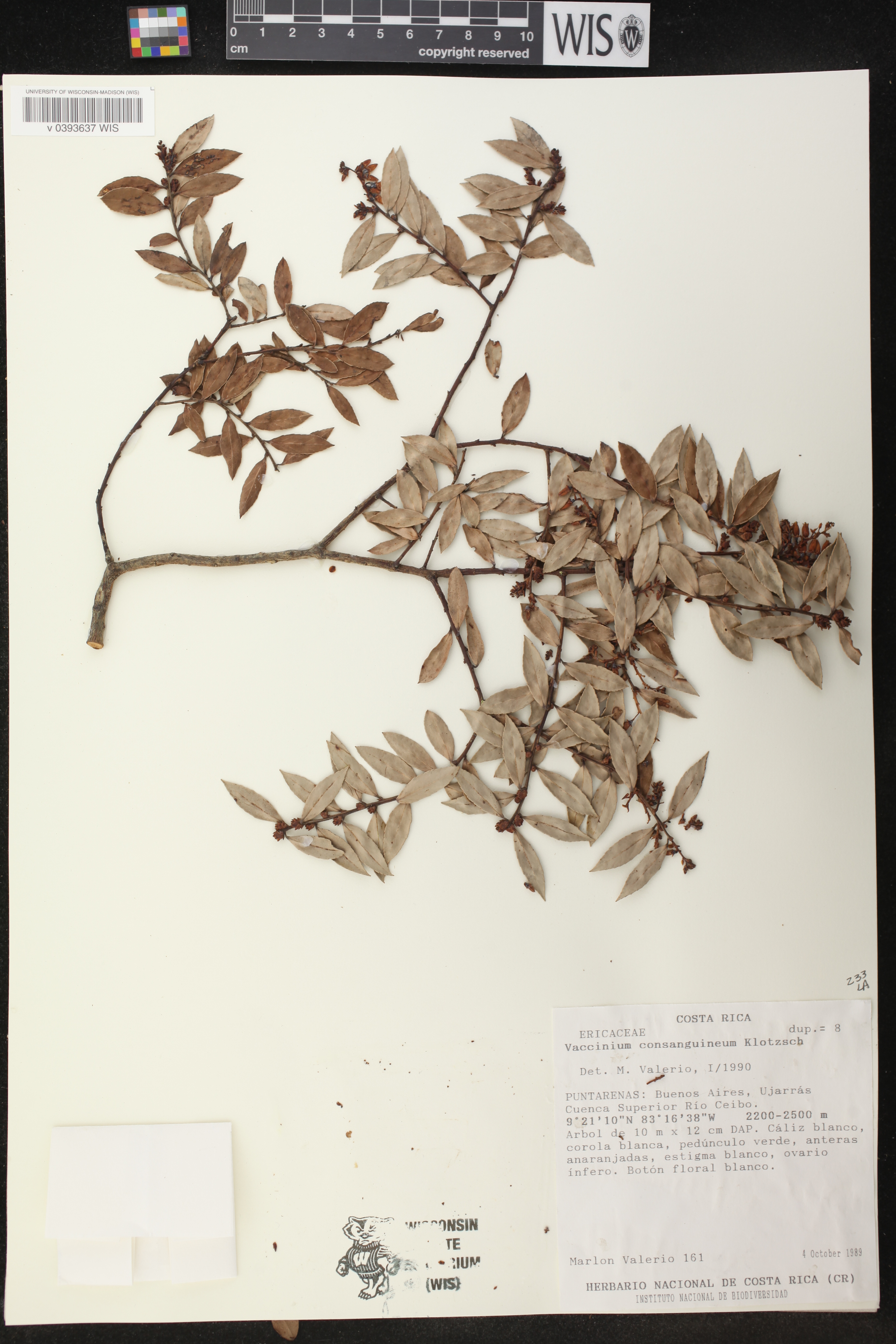 Vaccinium consanguineum image