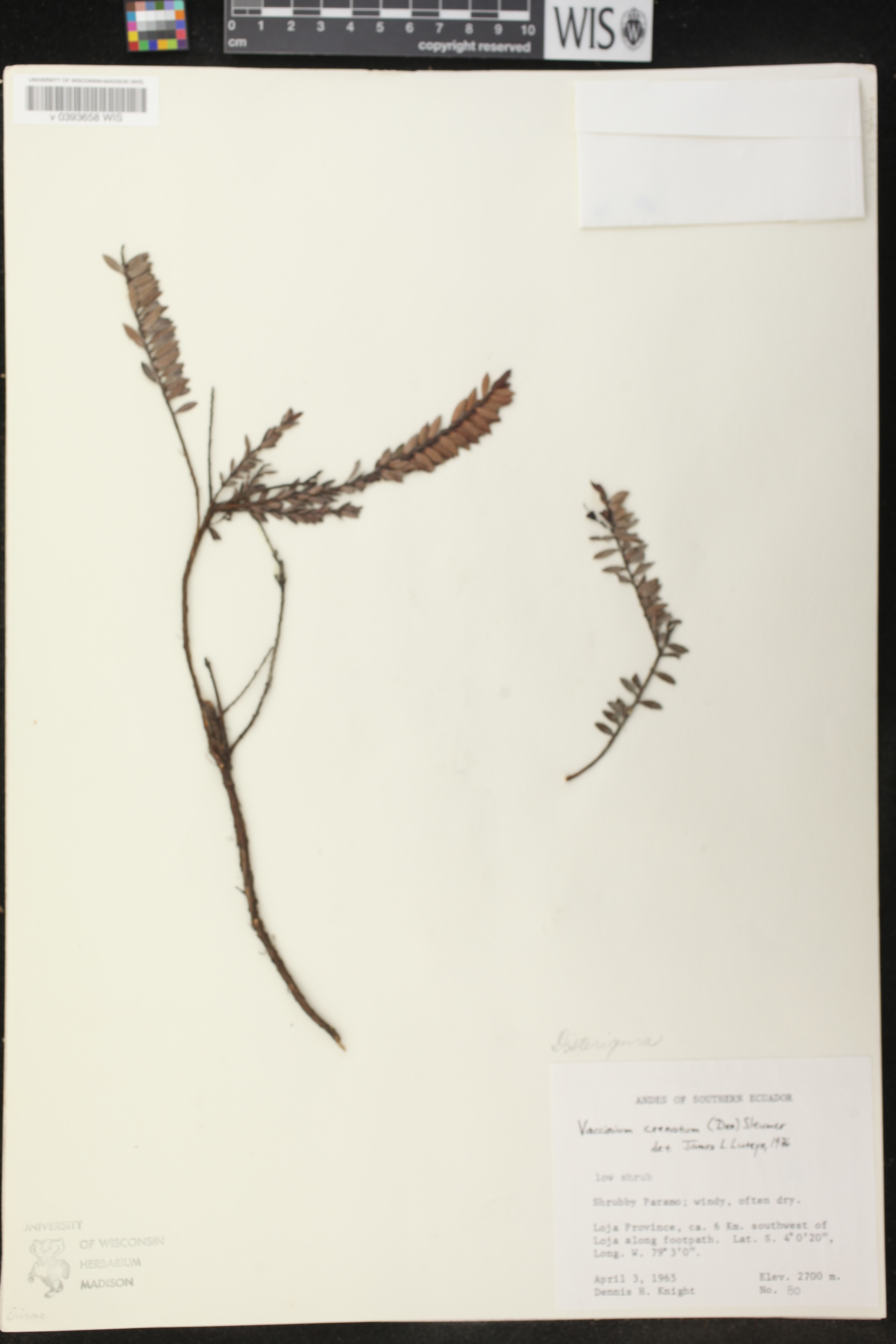 Vaccinium image