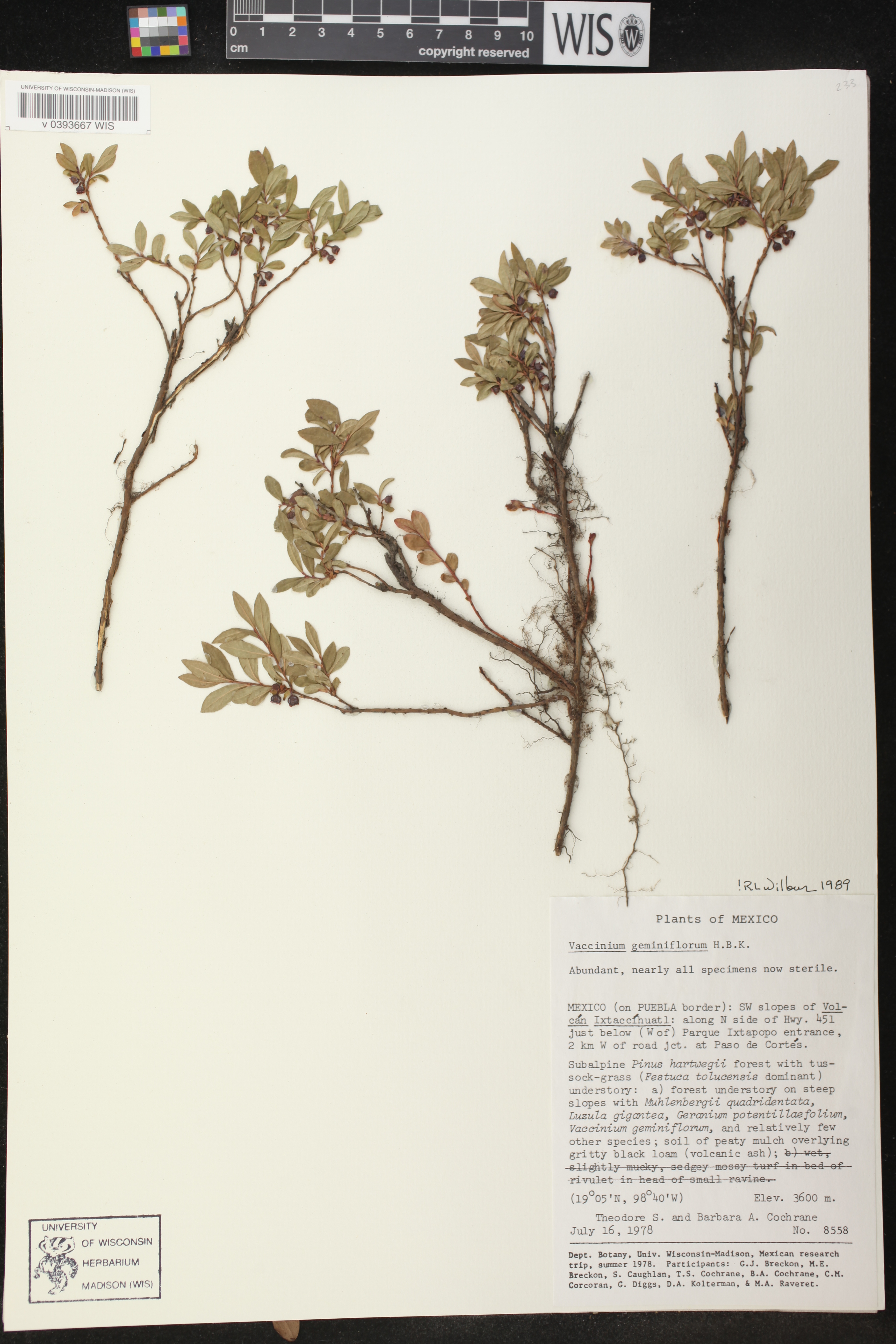 Vaccinium geminiflorum image