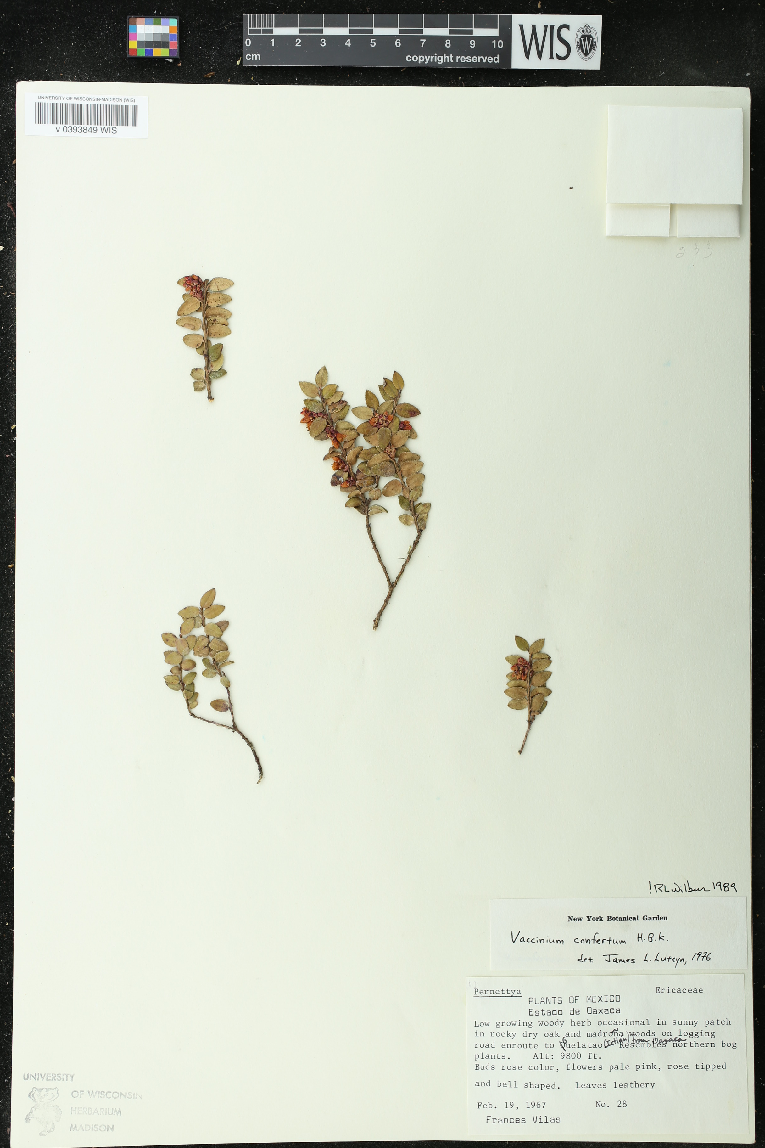 Vaccinium confertum image