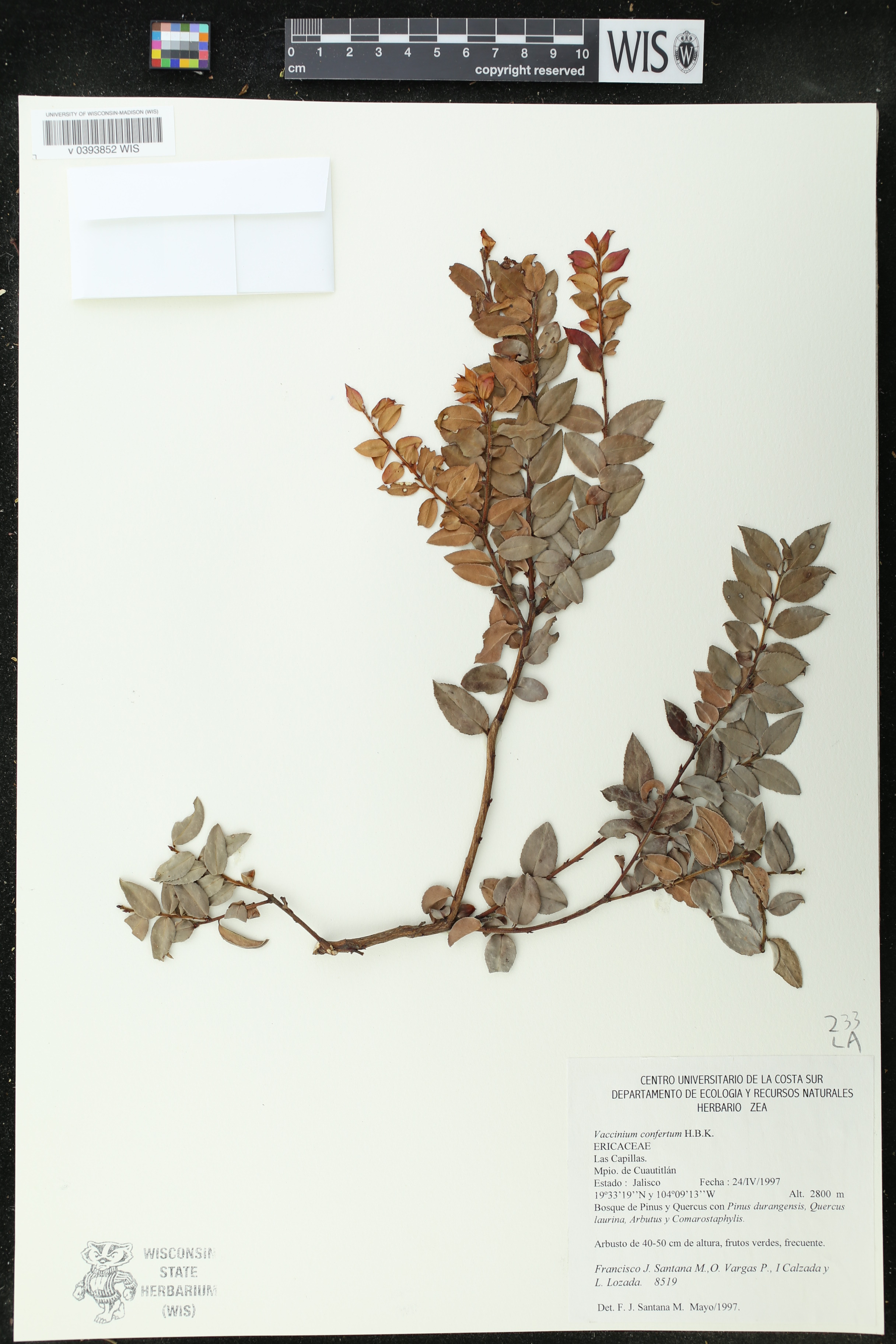 Vaccinium confertum image