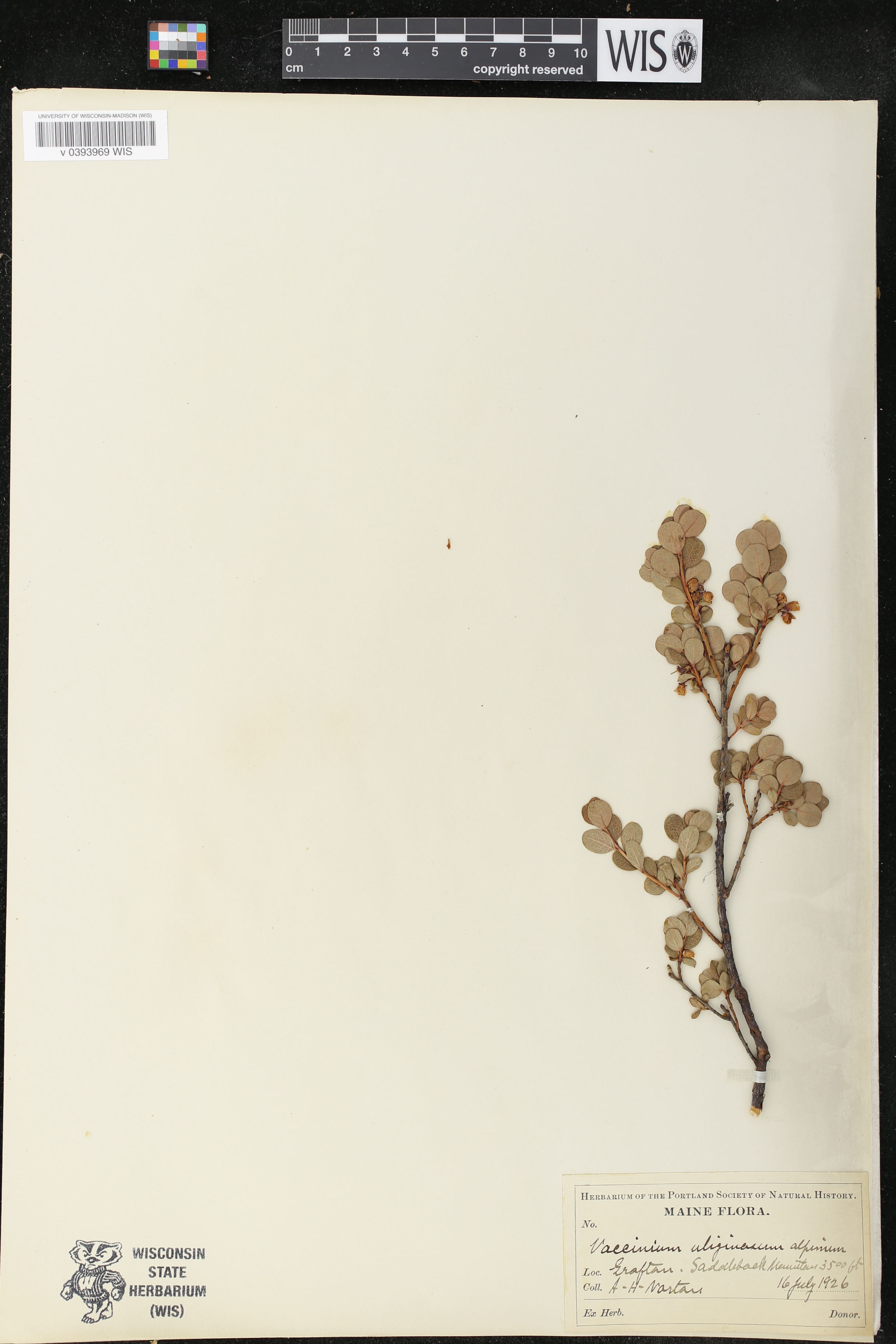 Vaccinium uliginosum image