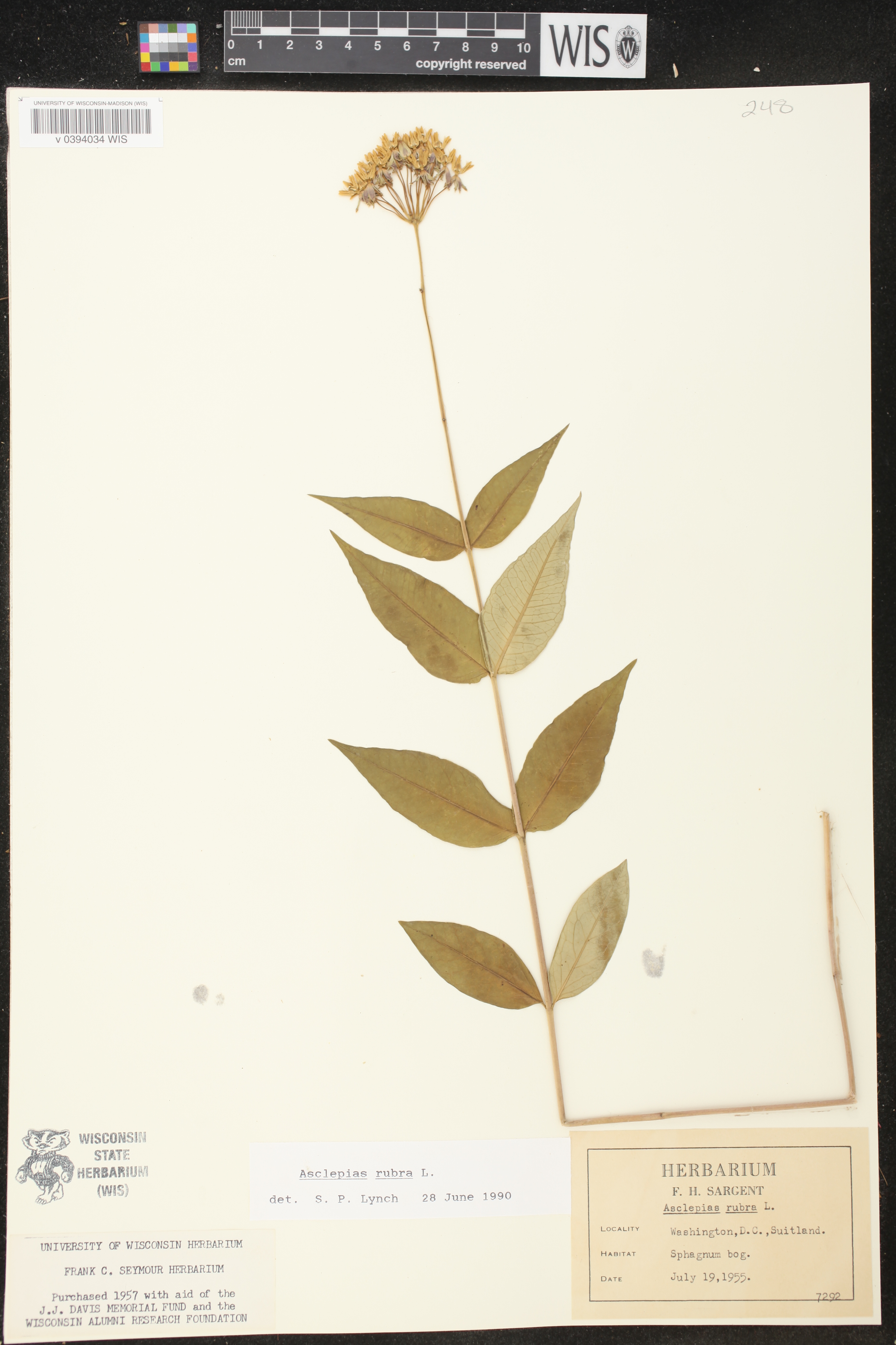 Asclepias rubra image