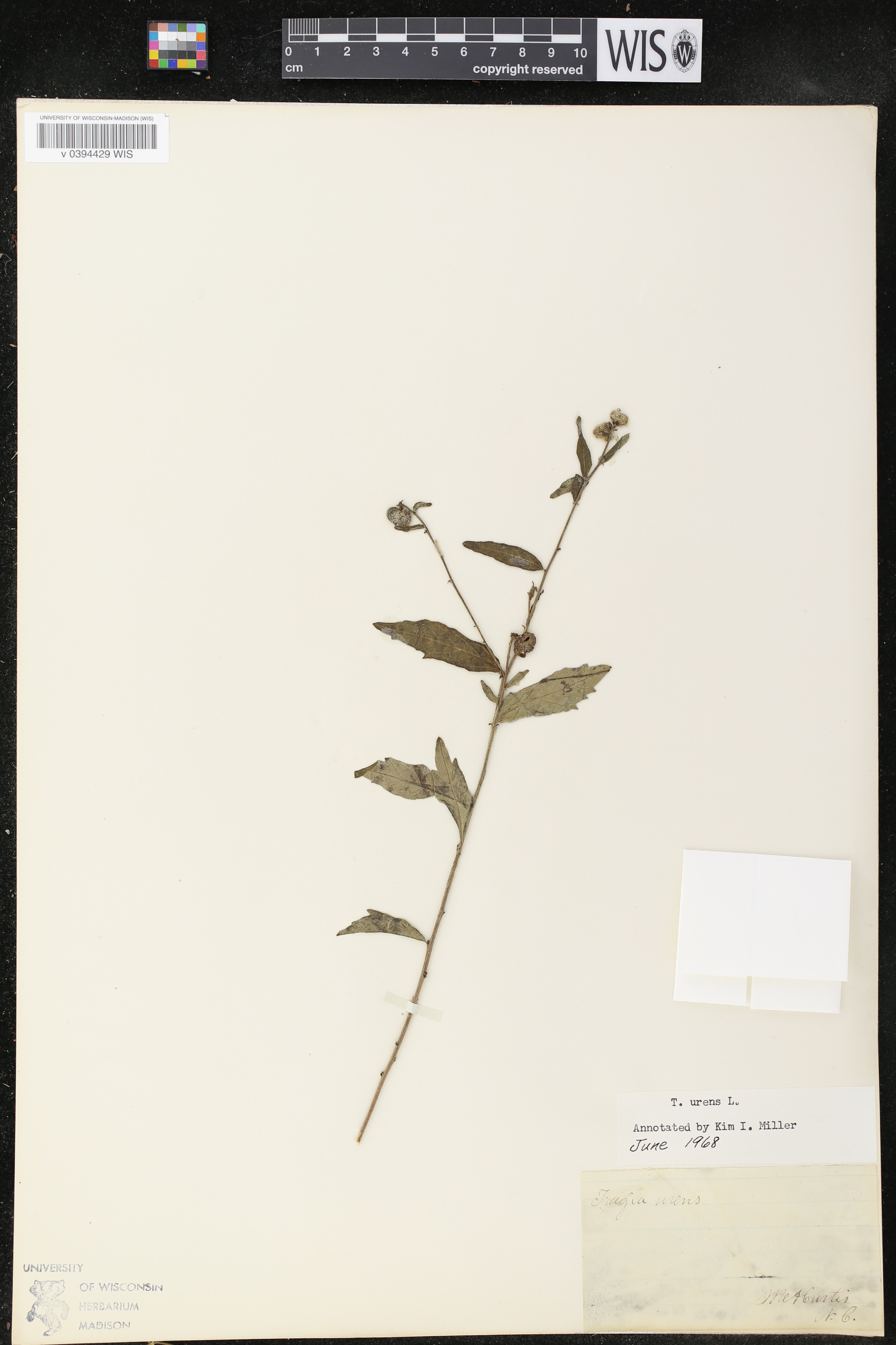 Tragia urens image