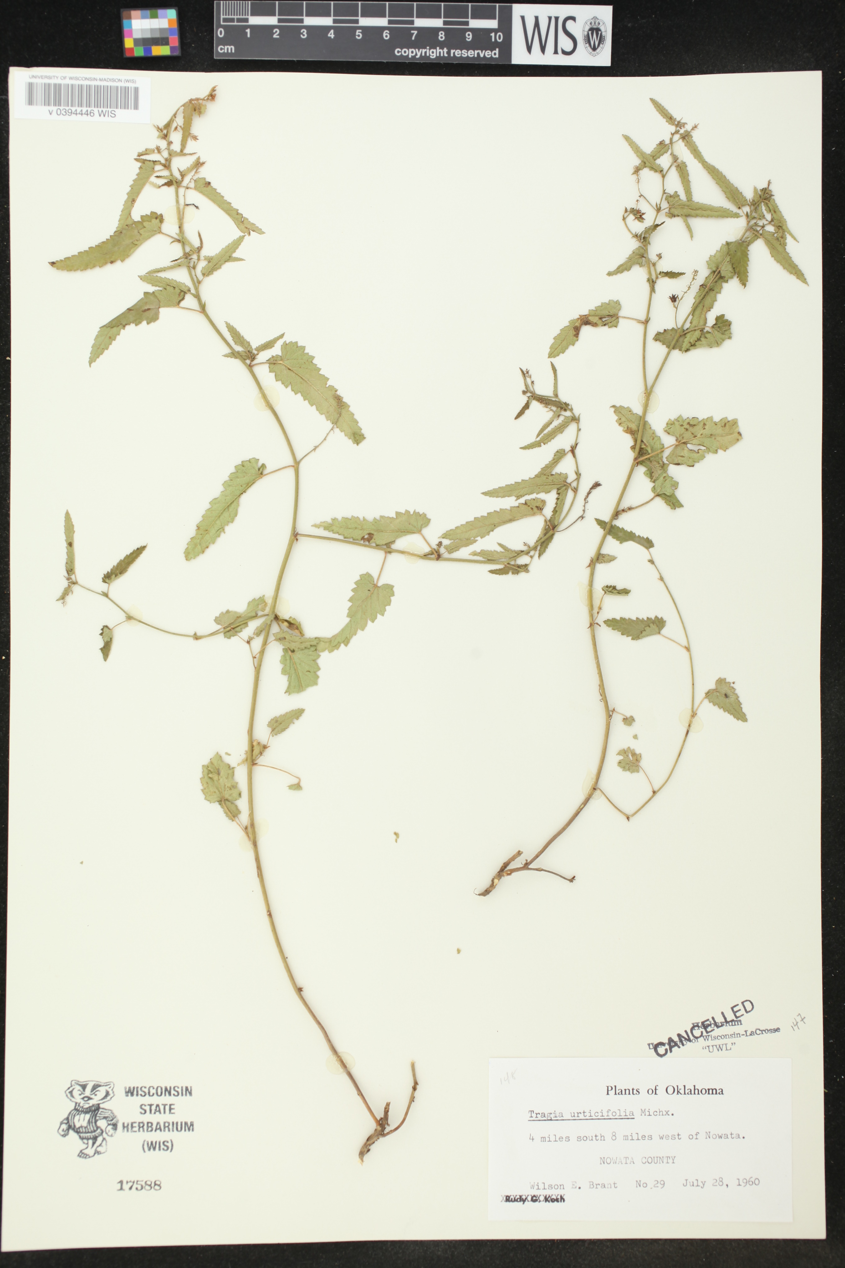 Tragia urticifolia image