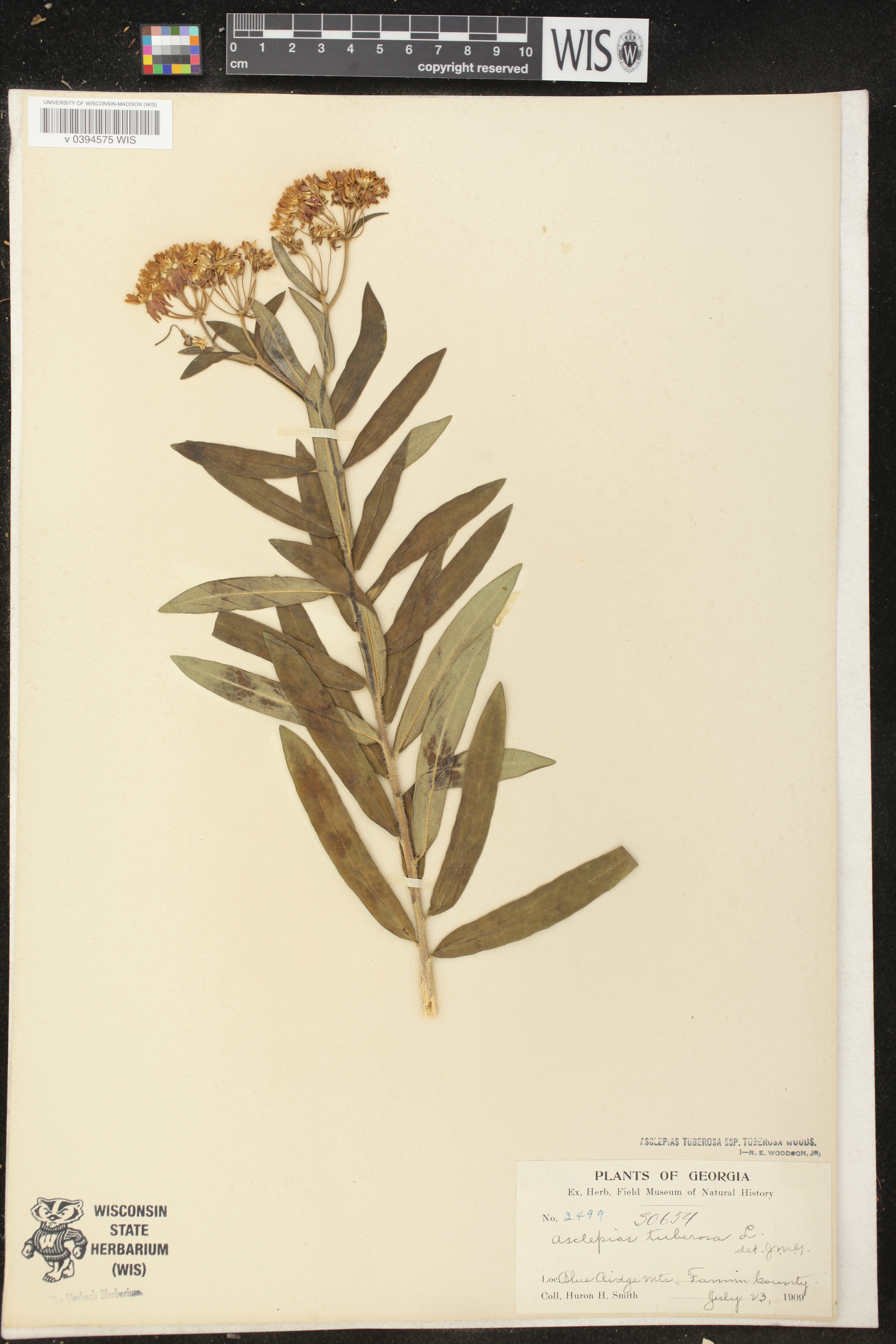 Asclepias tuberosa subsp. tuberosa image