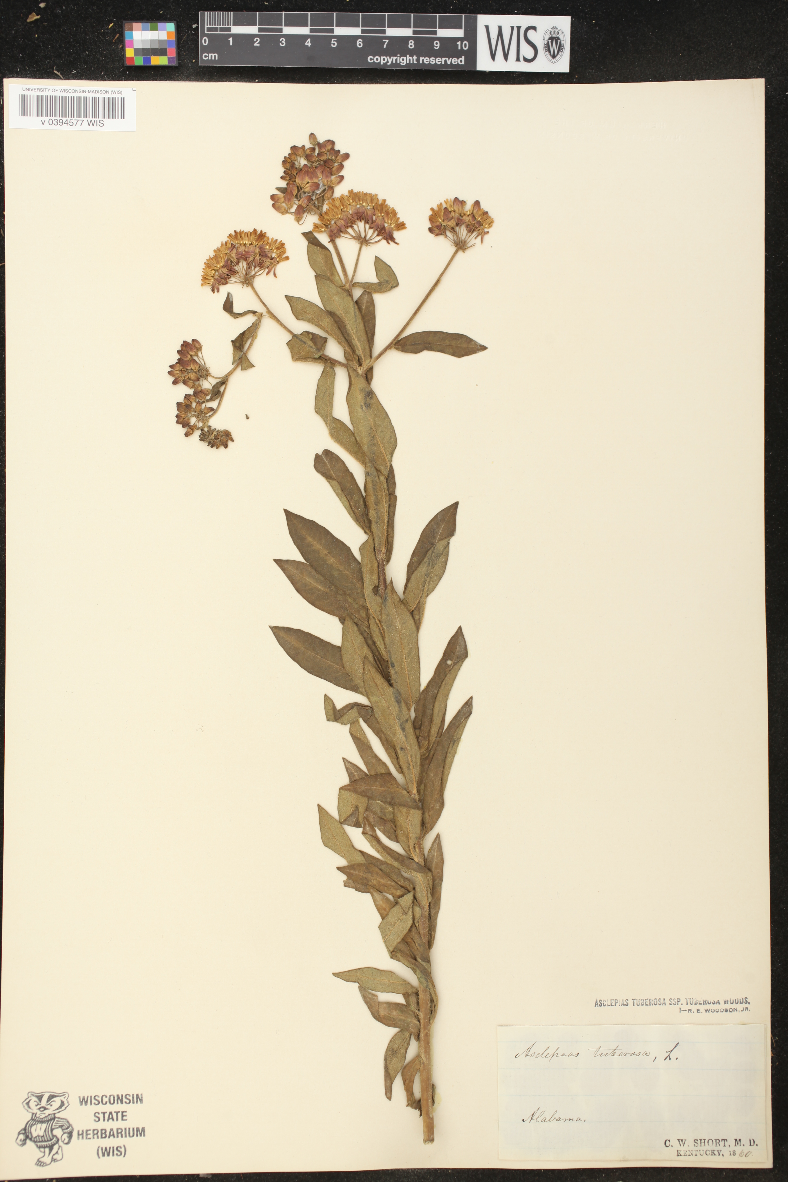 Asclepias tuberosa subsp. tuberosa image