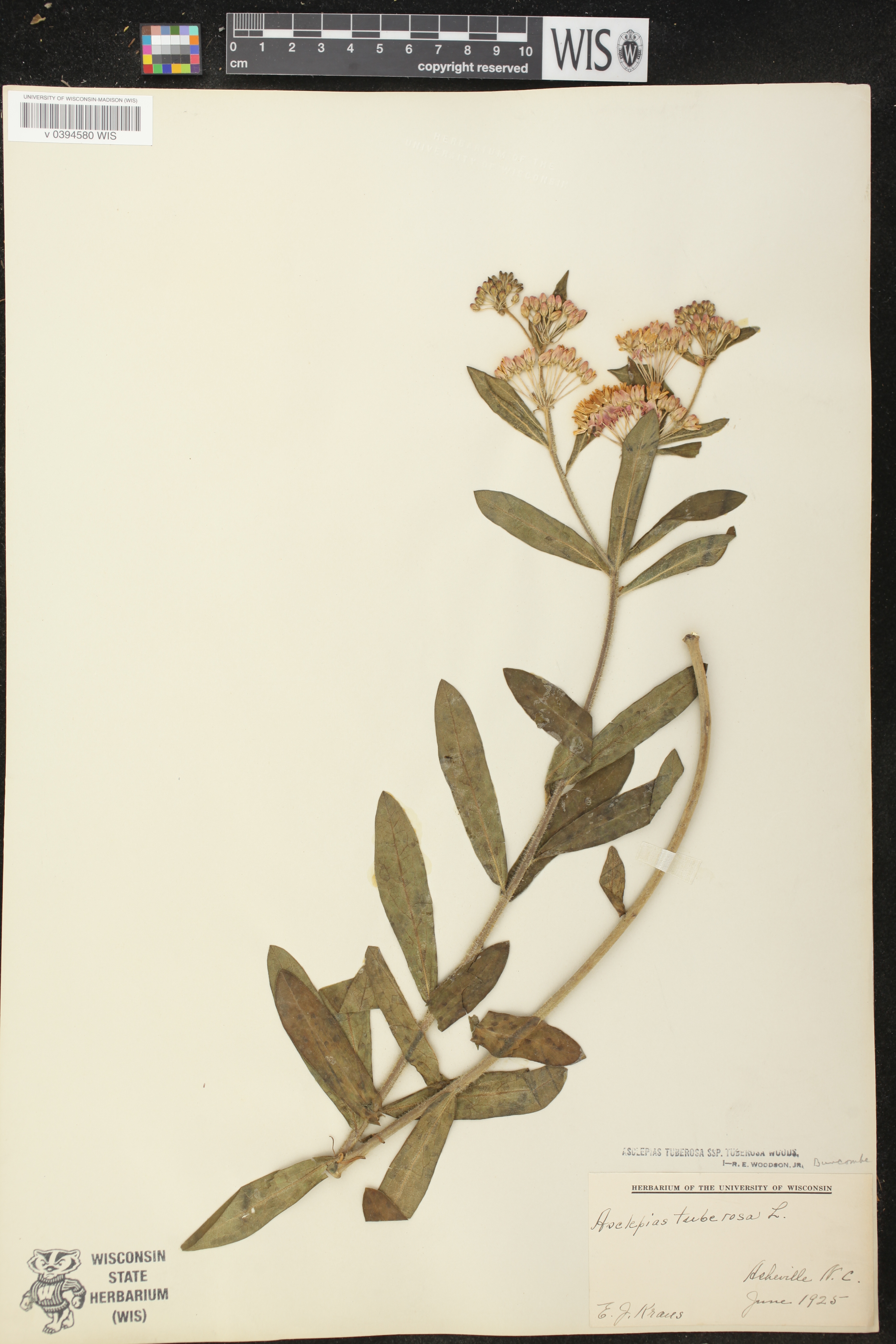 Asclepias tuberosa subsp. tuberosa image