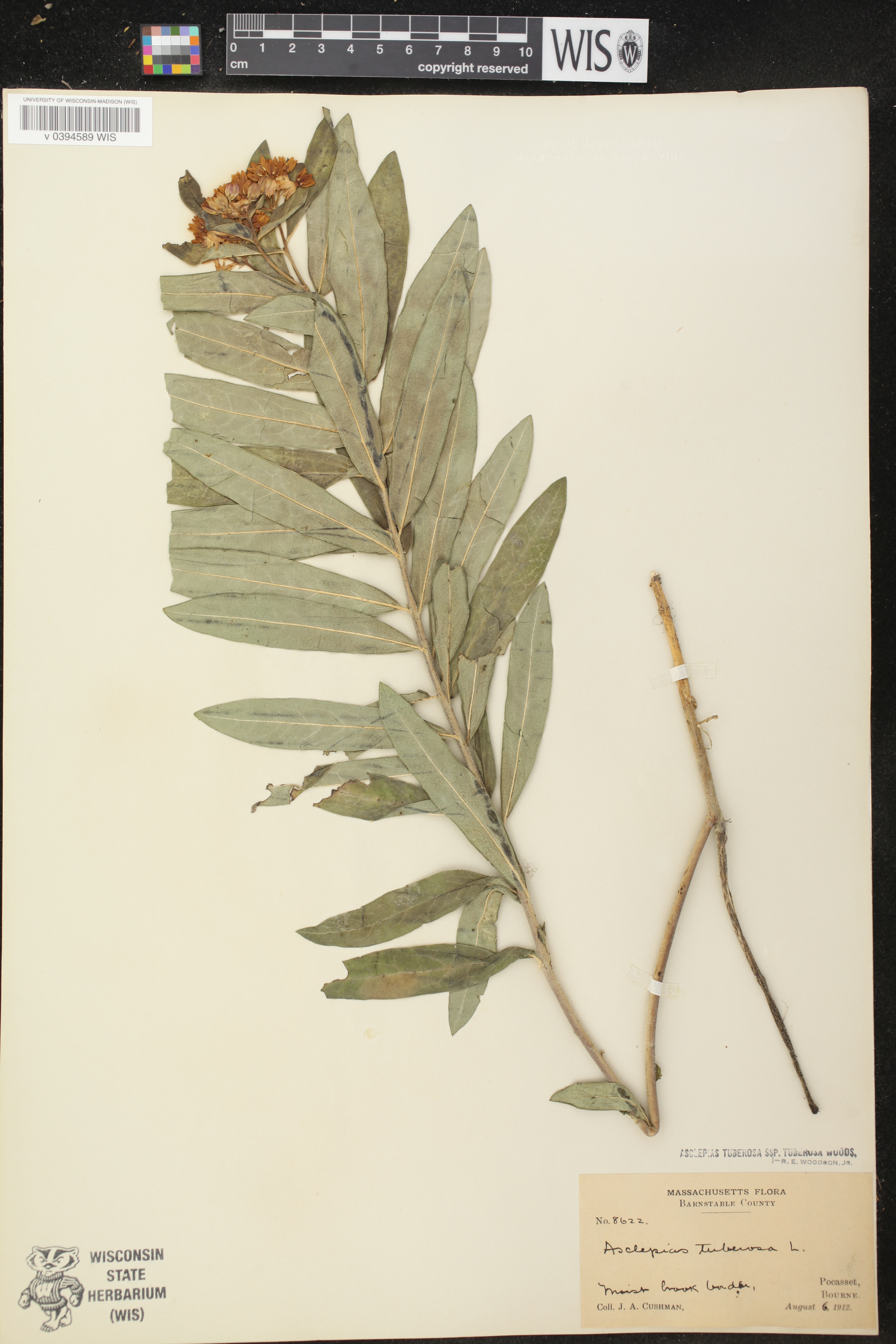 Asclepias tuberosa subsp. tuberosa image
