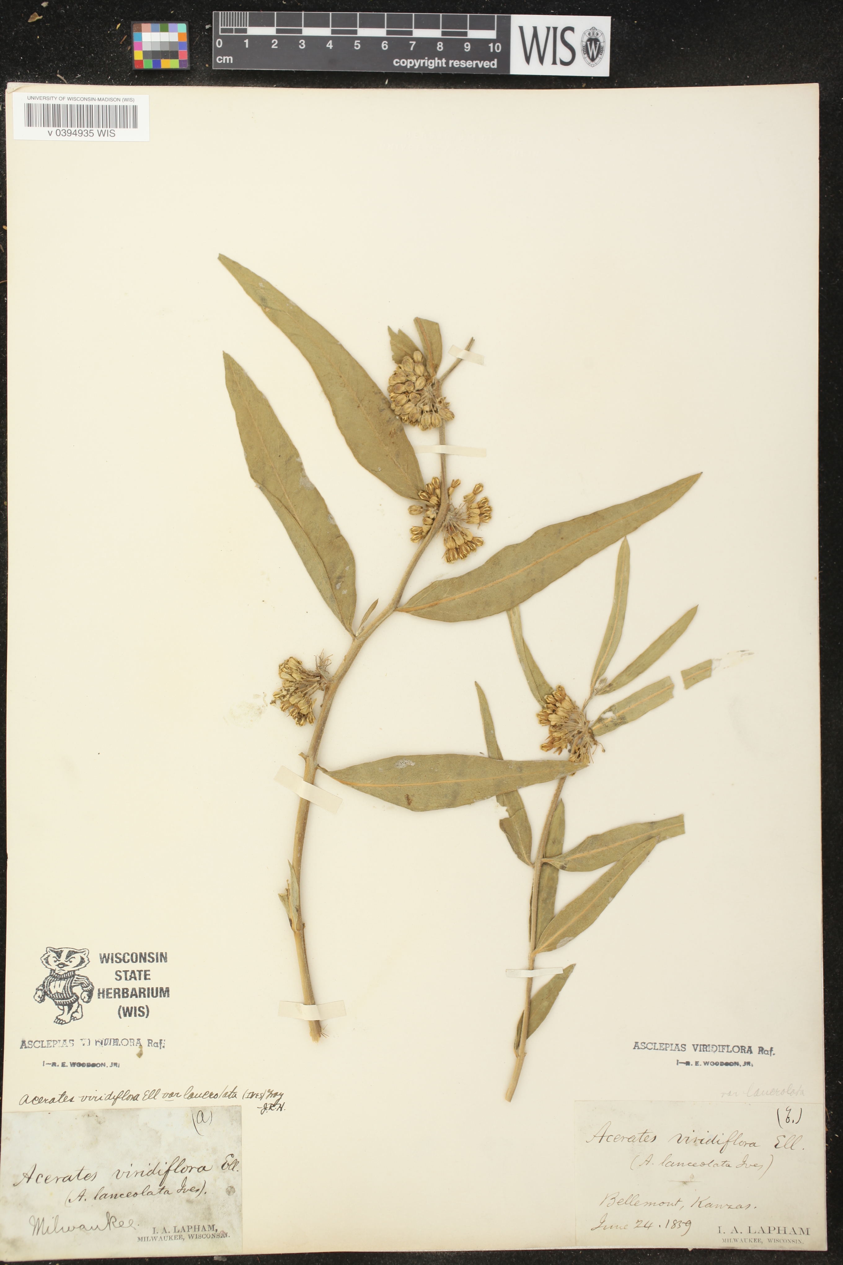 Asclepias viridiflora image