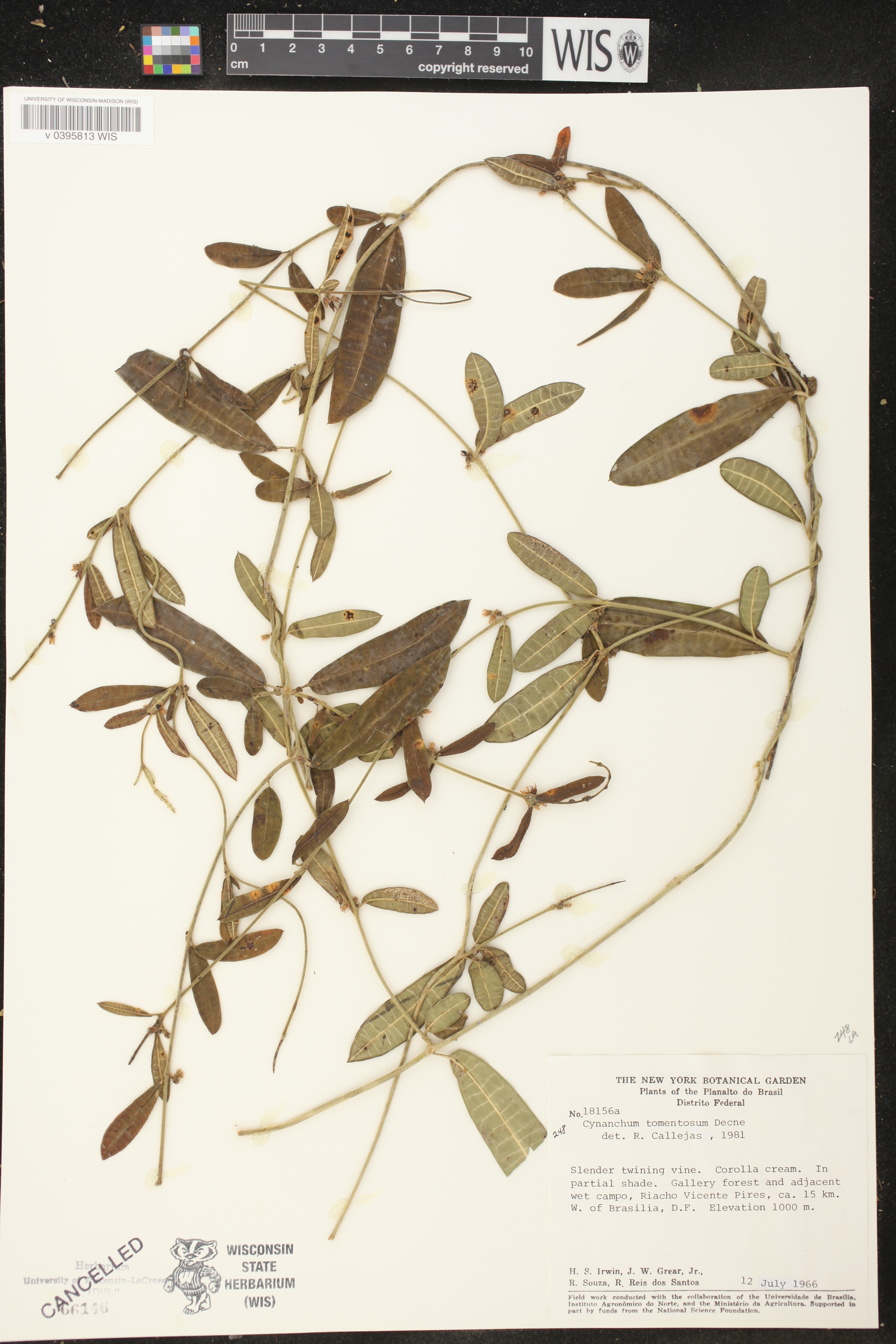 Cynanchum tomentosum image