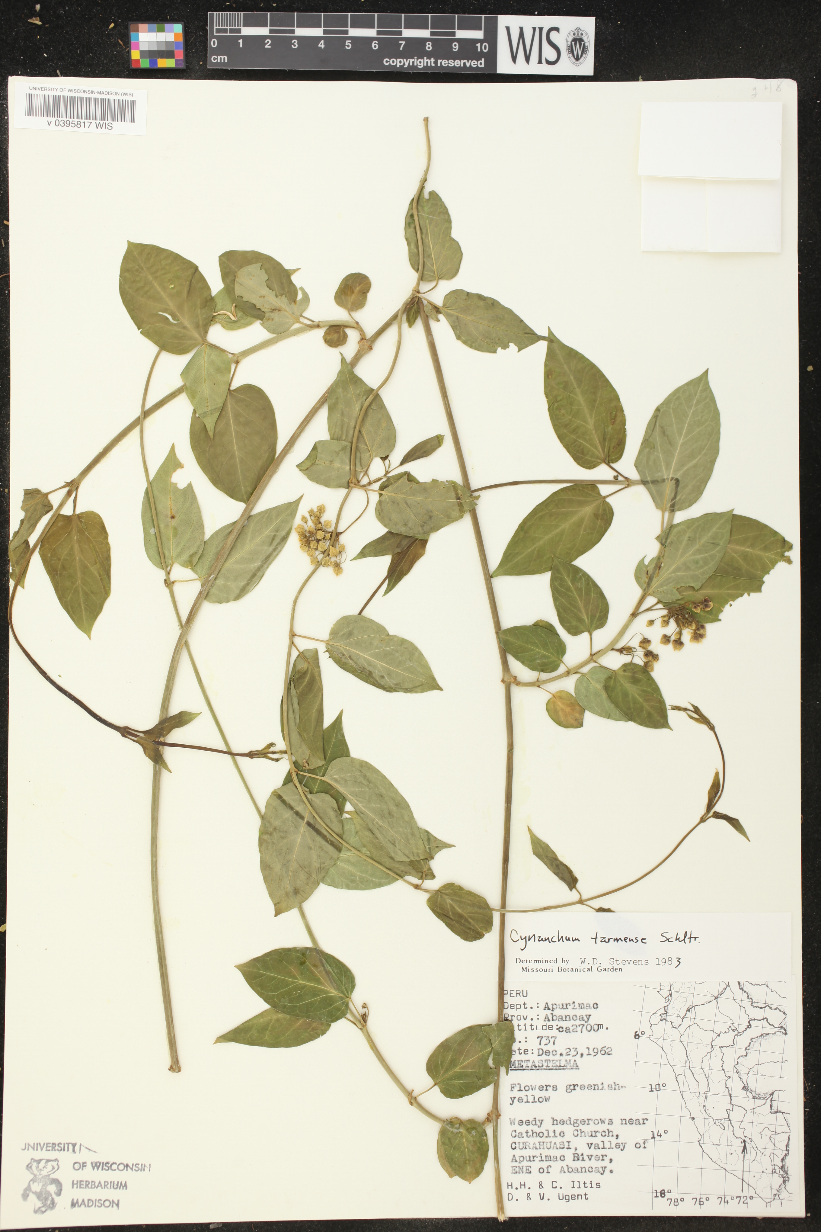 Jobinia tarmensis image