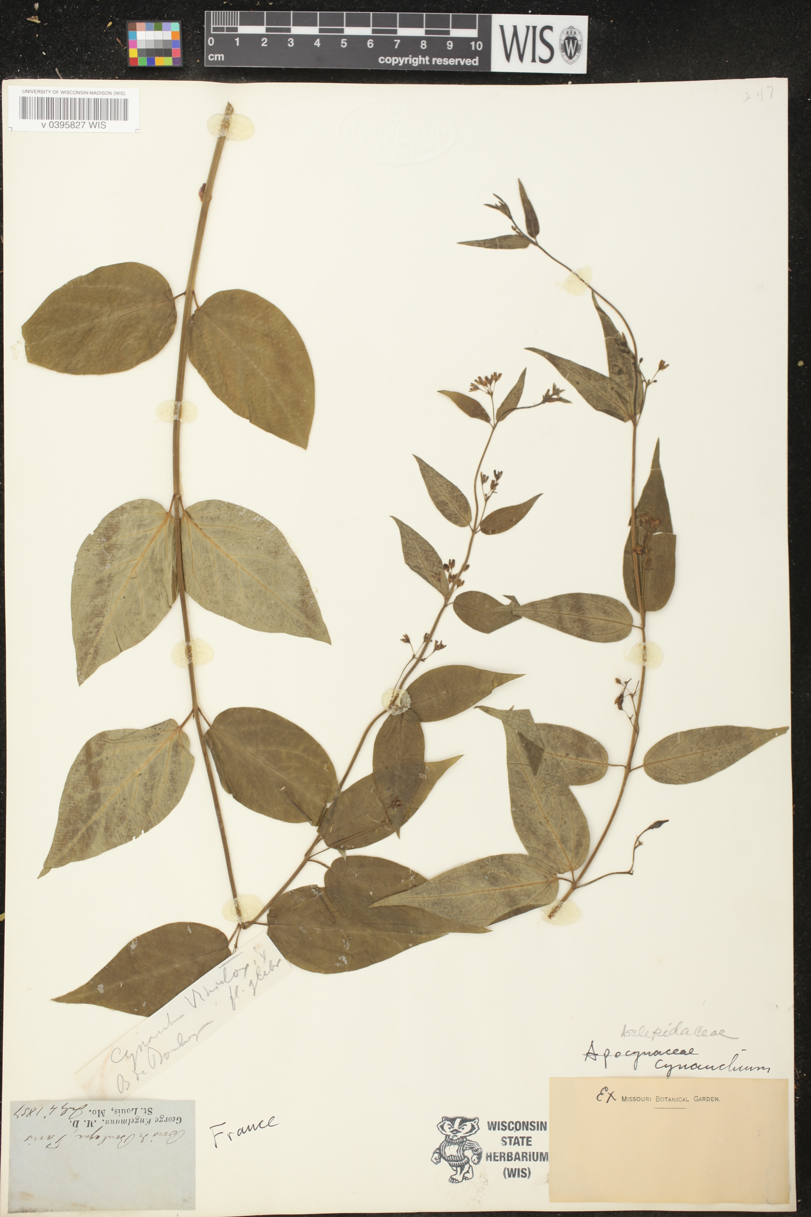 Cynanchum vincetoxicum image