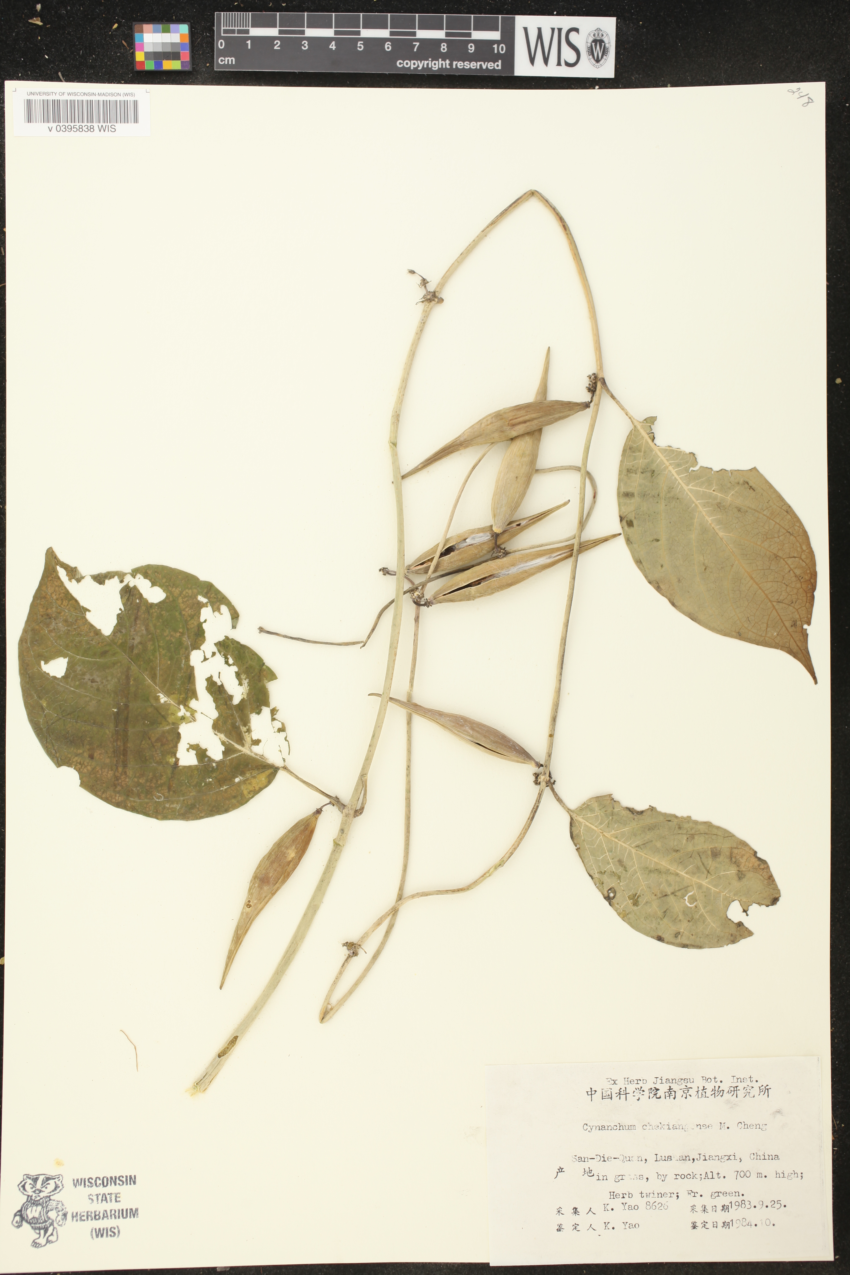 Vincetoxicum chekiangense image