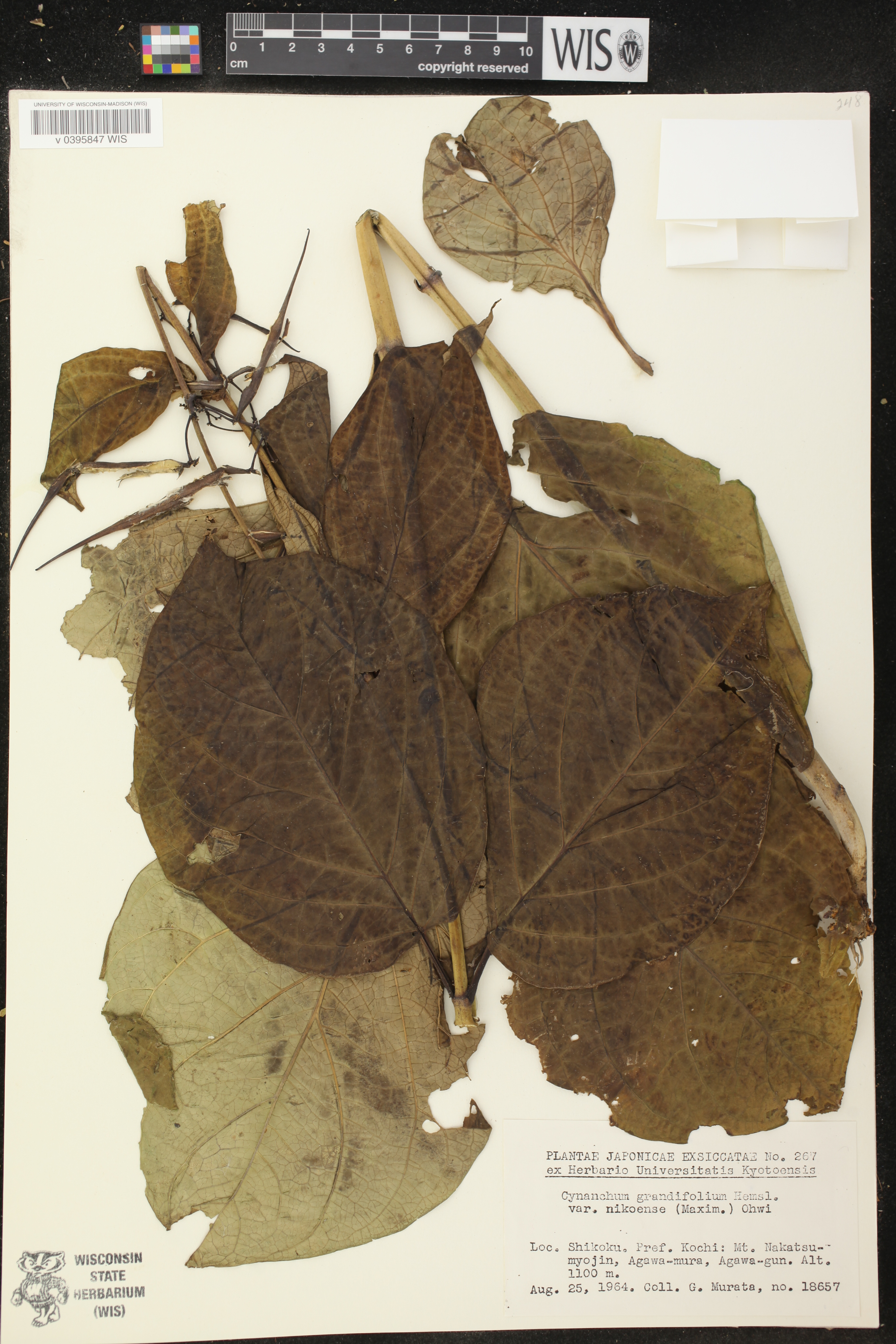 Vincetoxicum grandifolium image