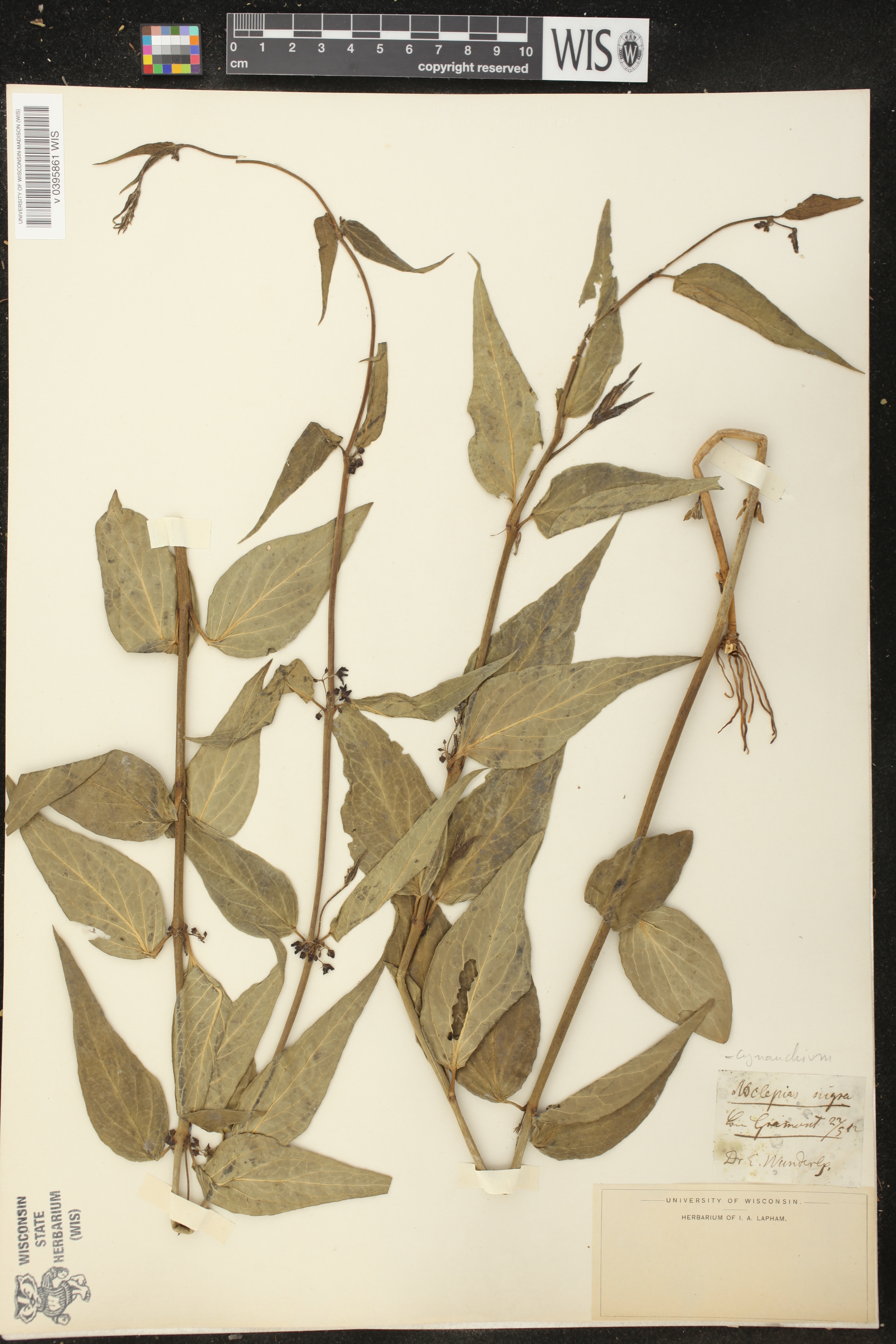 Asclepias nigra image