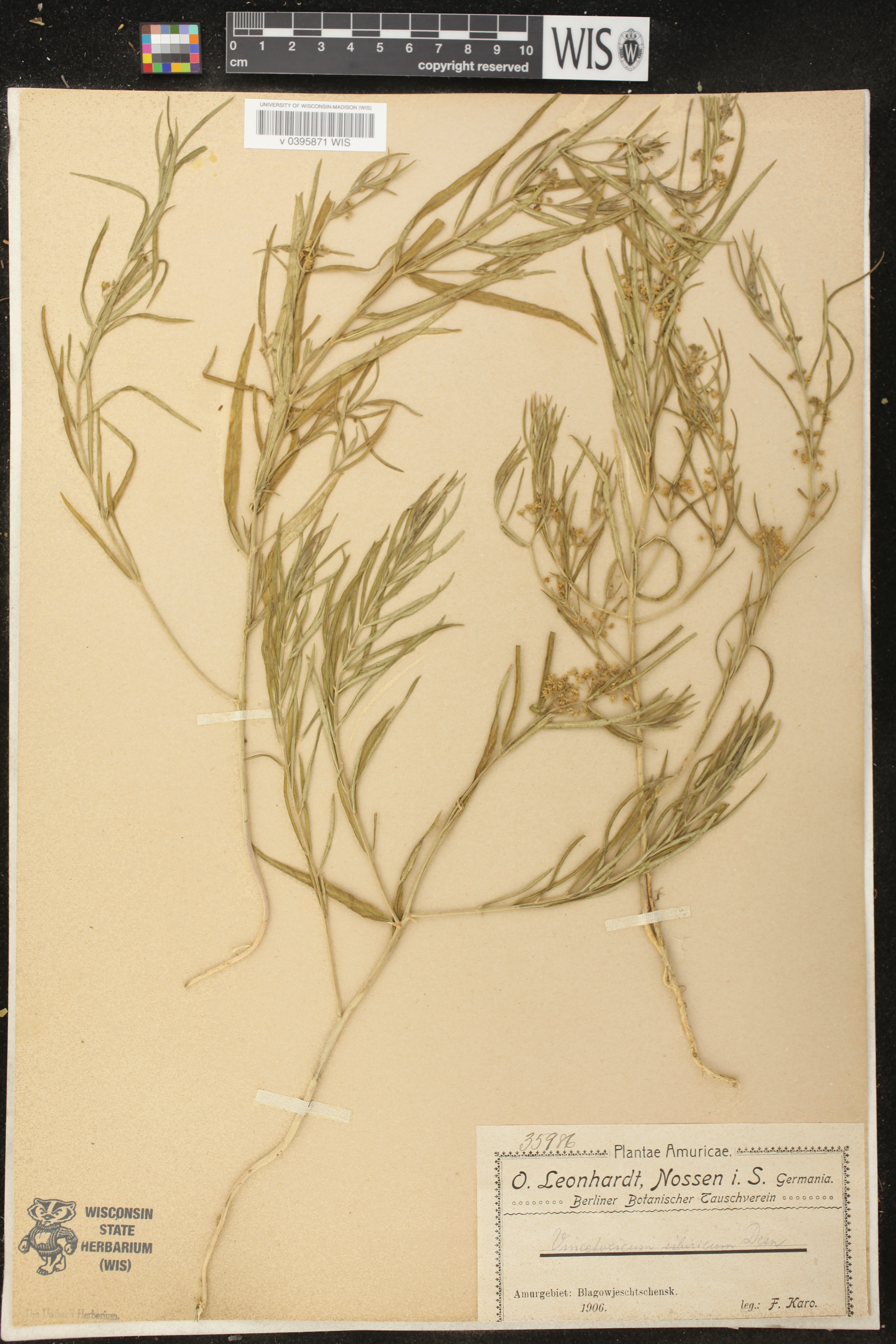 Cynanchum thesioides image