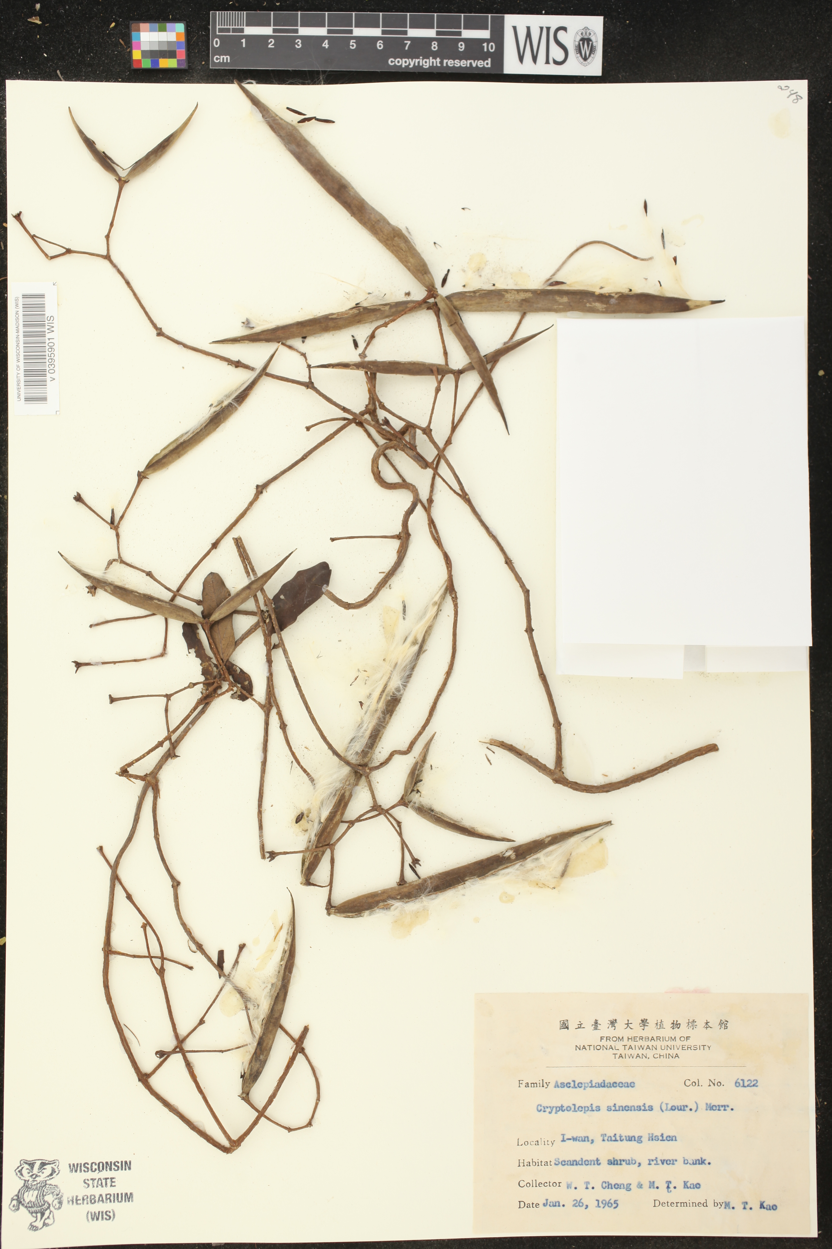 Cryptolepis sinensis image