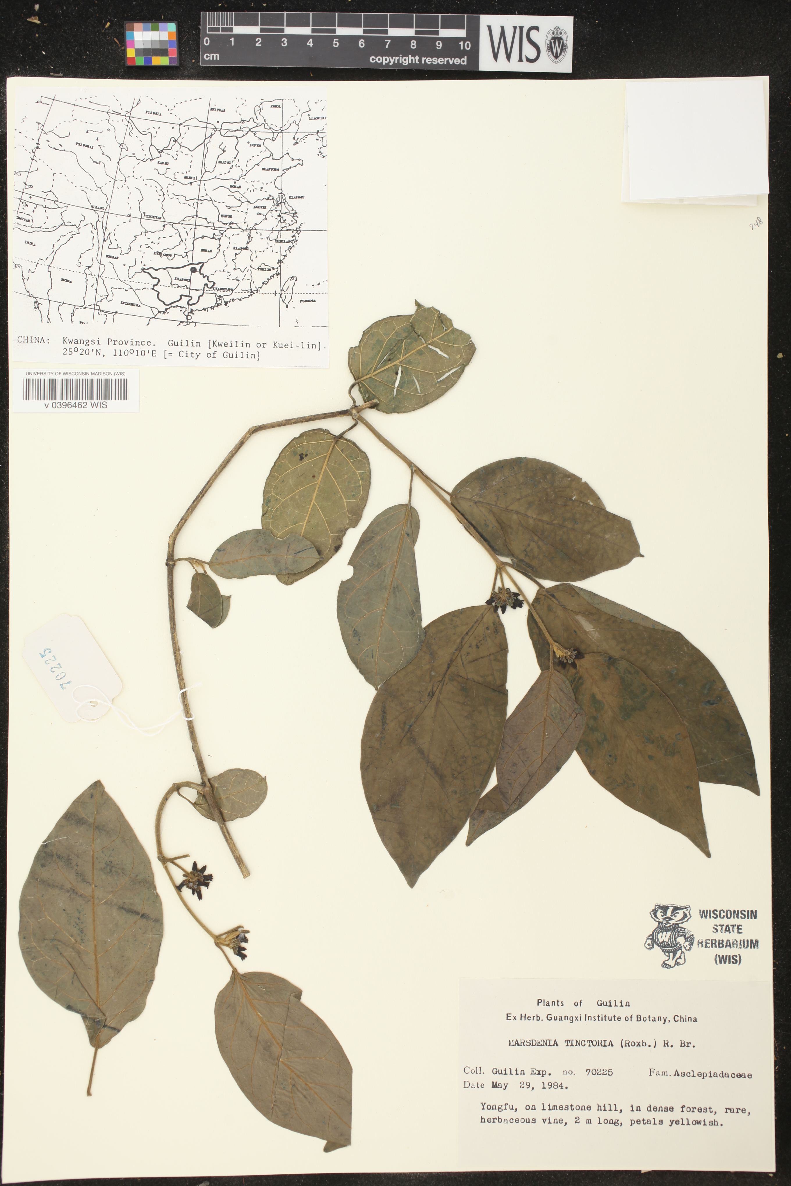 Marsdenia tinctoria image