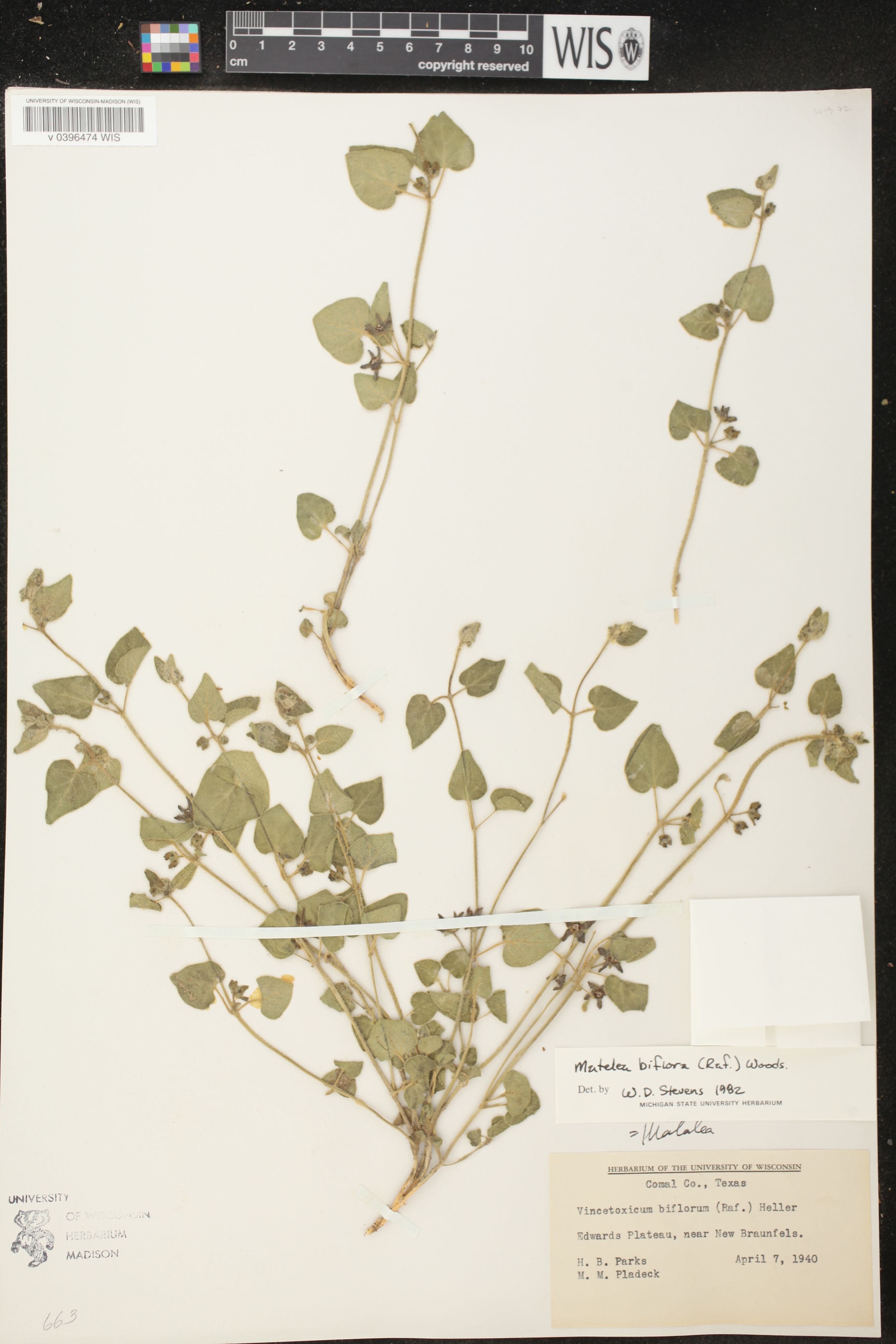 Matelea biflora image