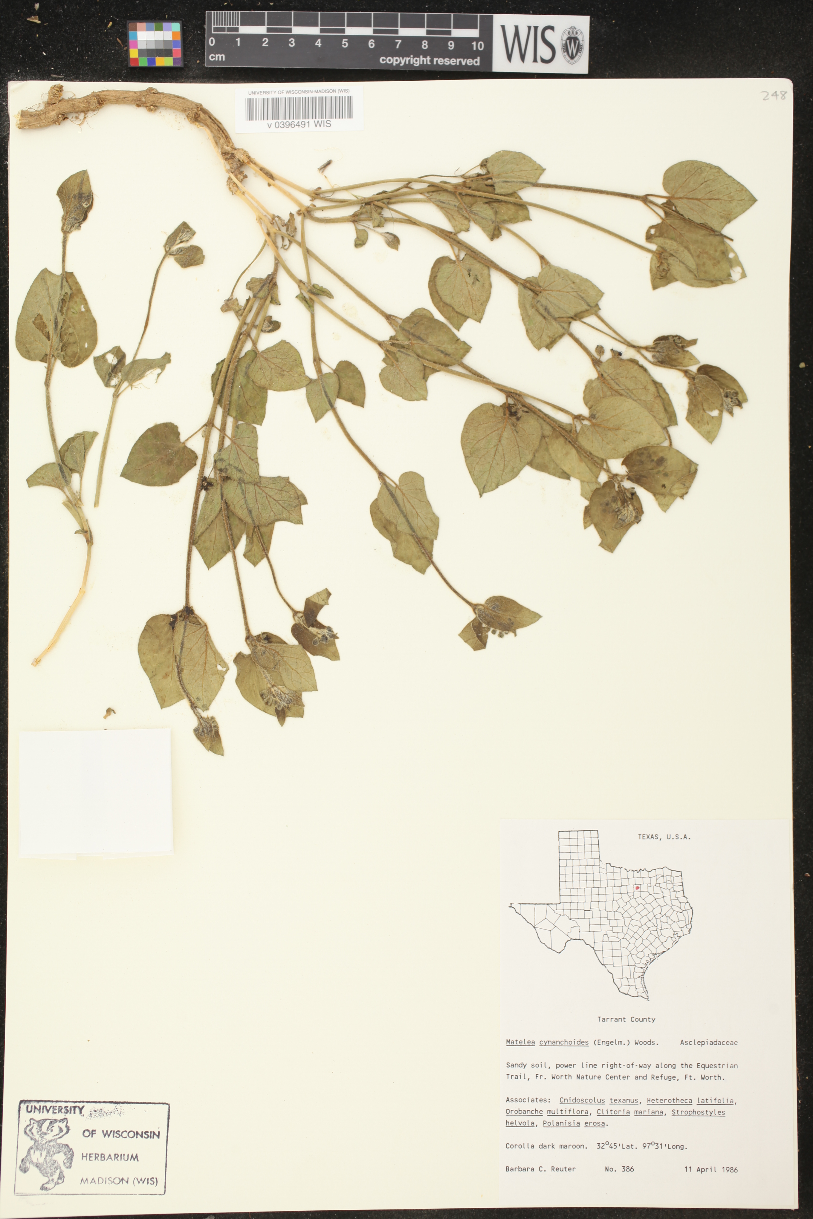 Matelea cynanchoides image