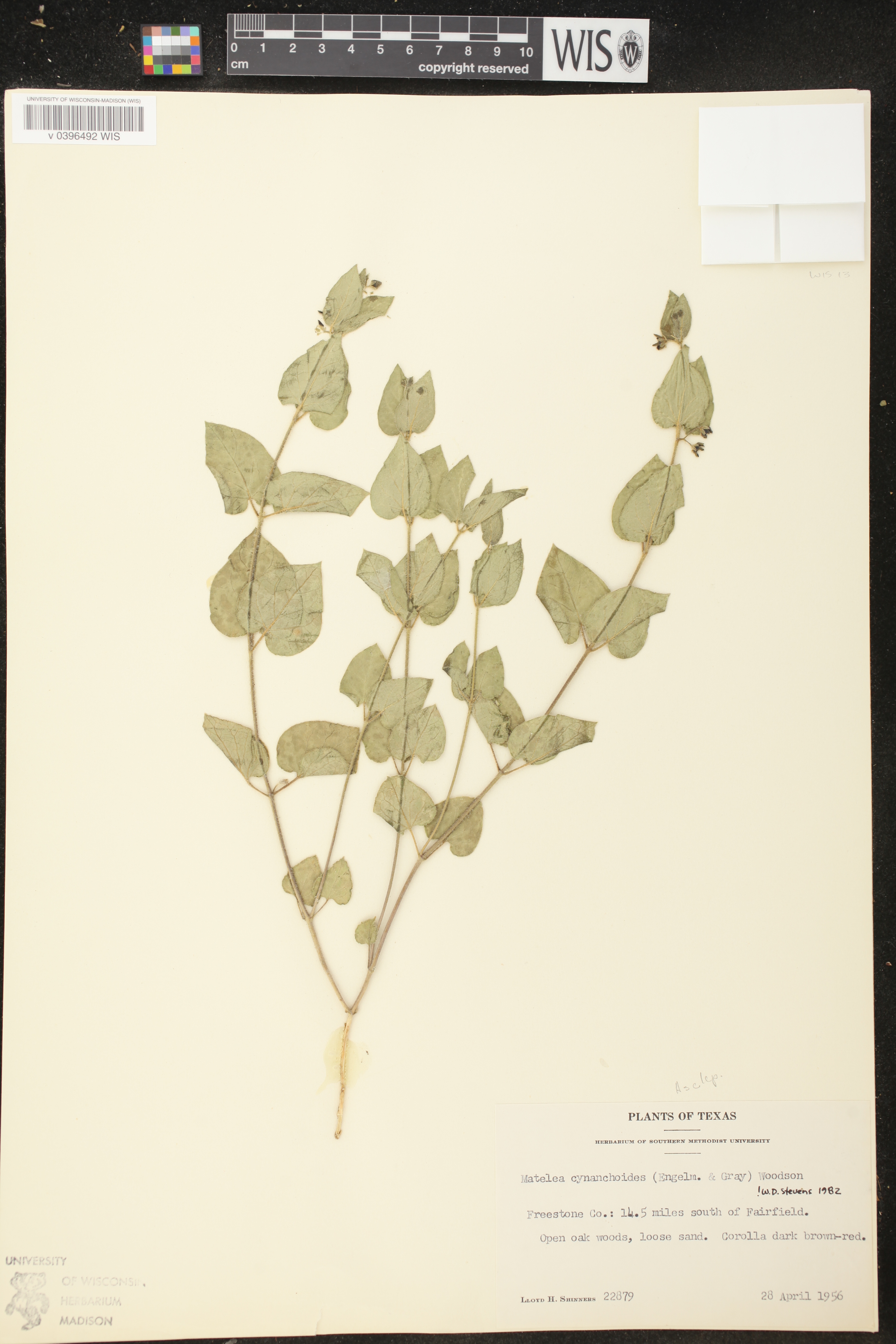 Matelea cynanchoides image