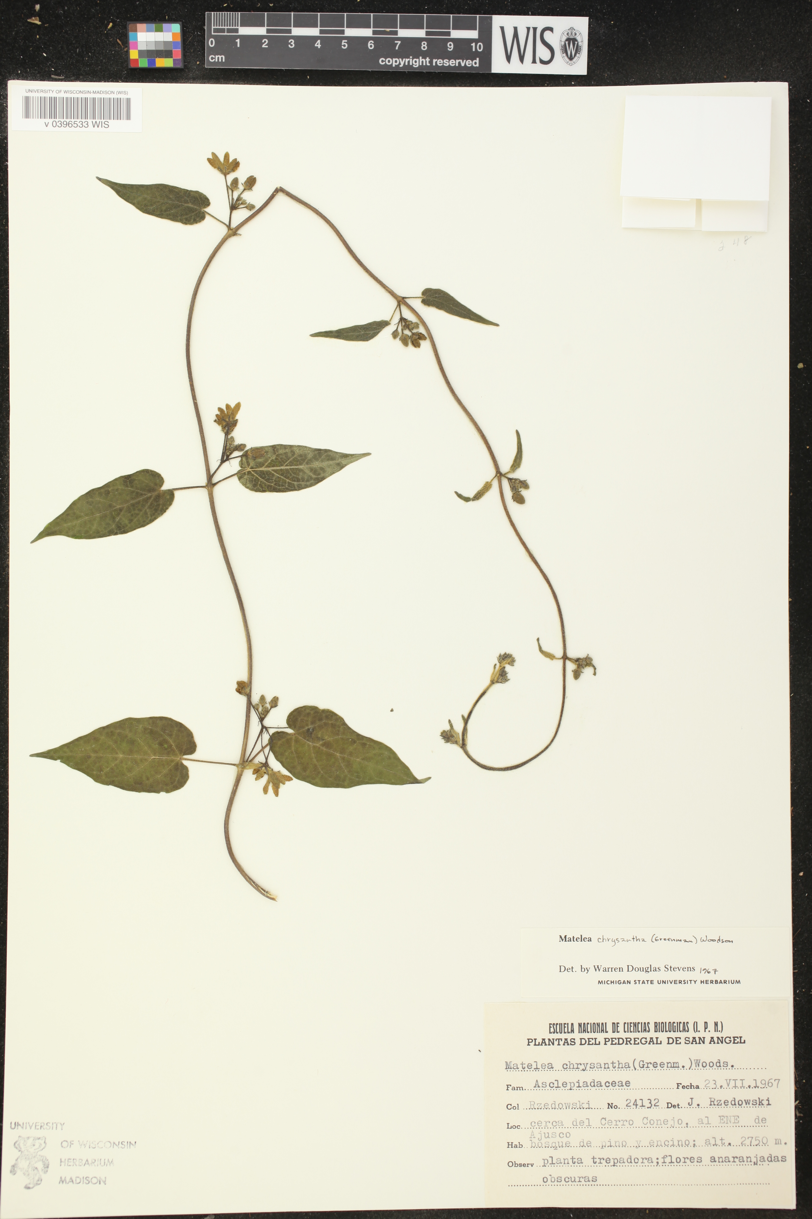 Matelea chrysantha image