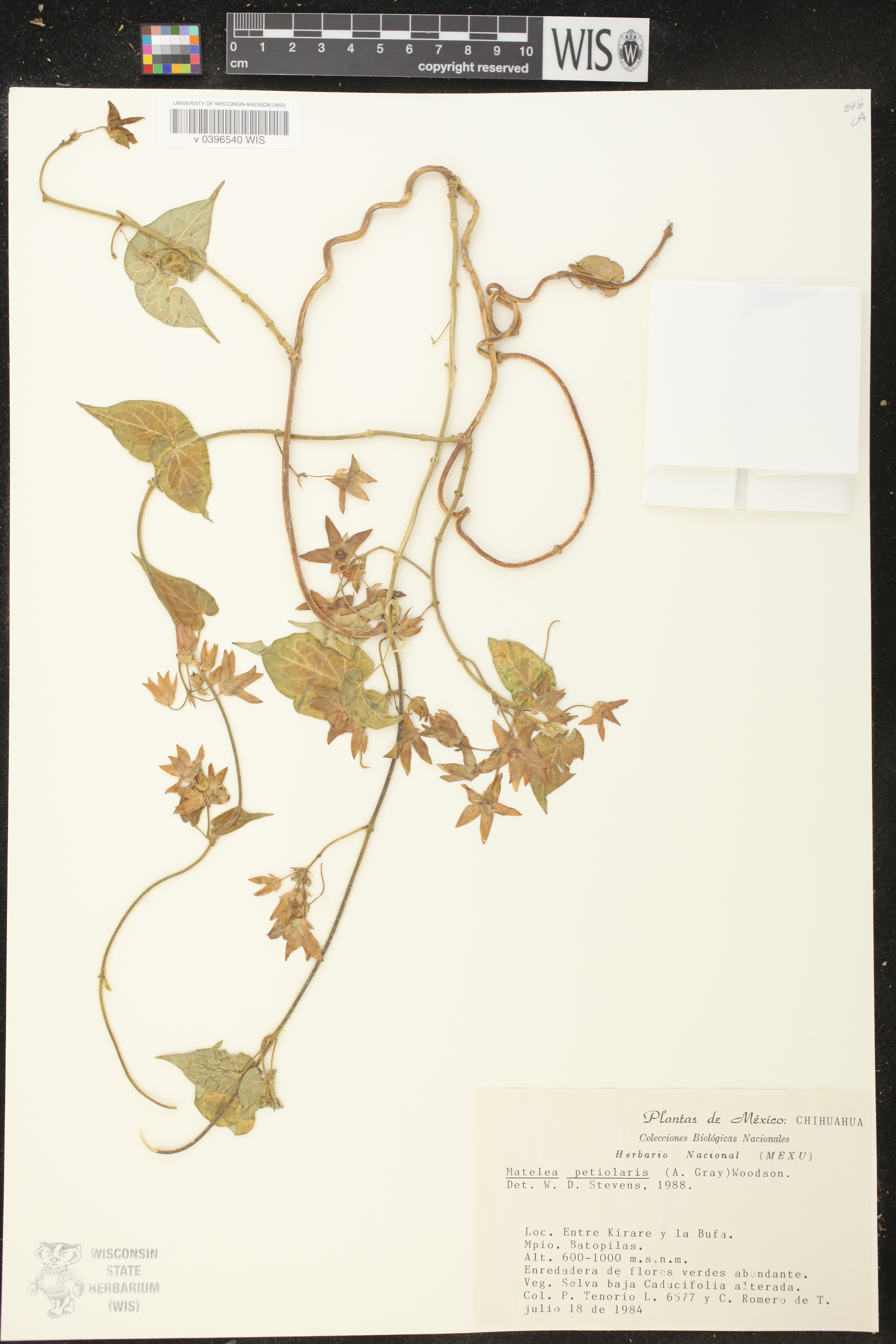 Matelea petiolaris image