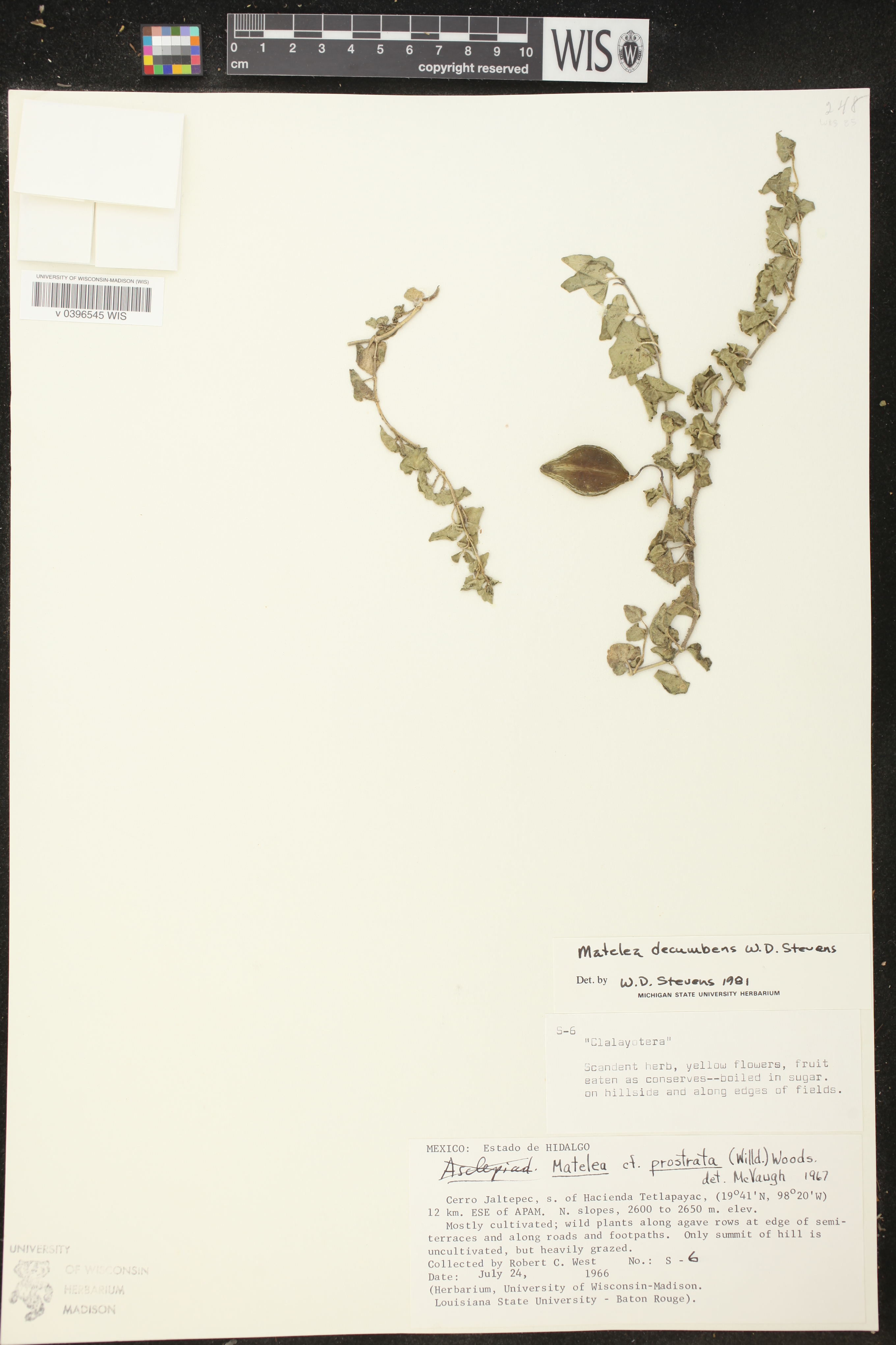 Matelea decumbens image