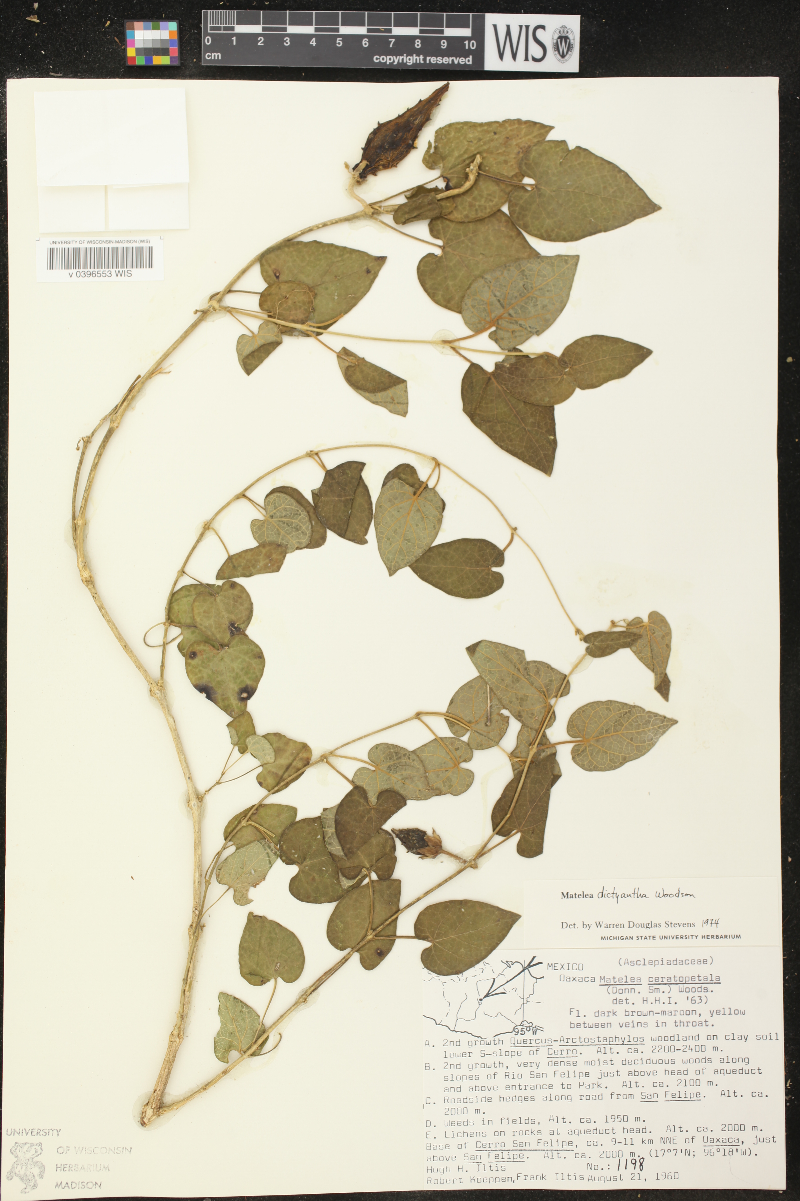 Matelea dictyantha image