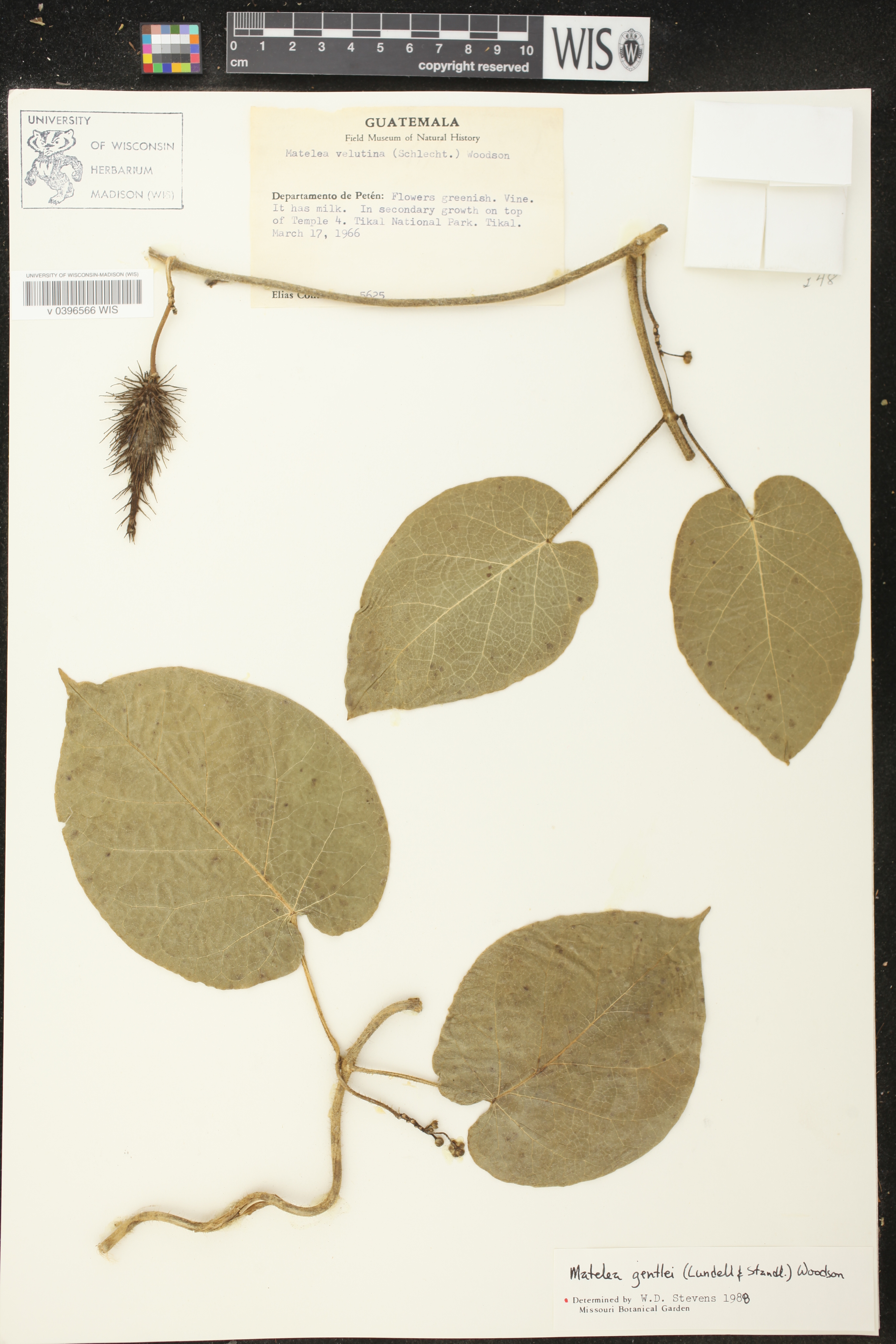 Matelea gentlei image